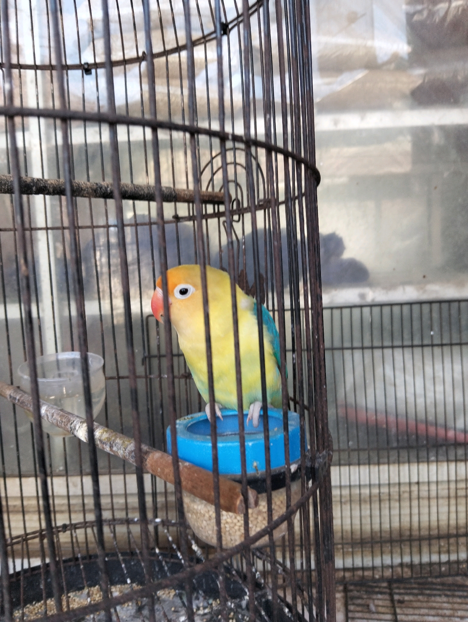 A yellow and blue lovebird is in a cage. The bird is perched on a wooden dowel in front of a blue food dish filled with seeds. A clear plastic water dispenser is to the left of the bird. The cage is made of dark metal bars and is covered in dust and debris. The background is blurred and appears to be a window with some reflections. The image was taken indoors, likely in a home or pet shop, in Limpung, Indonesia.