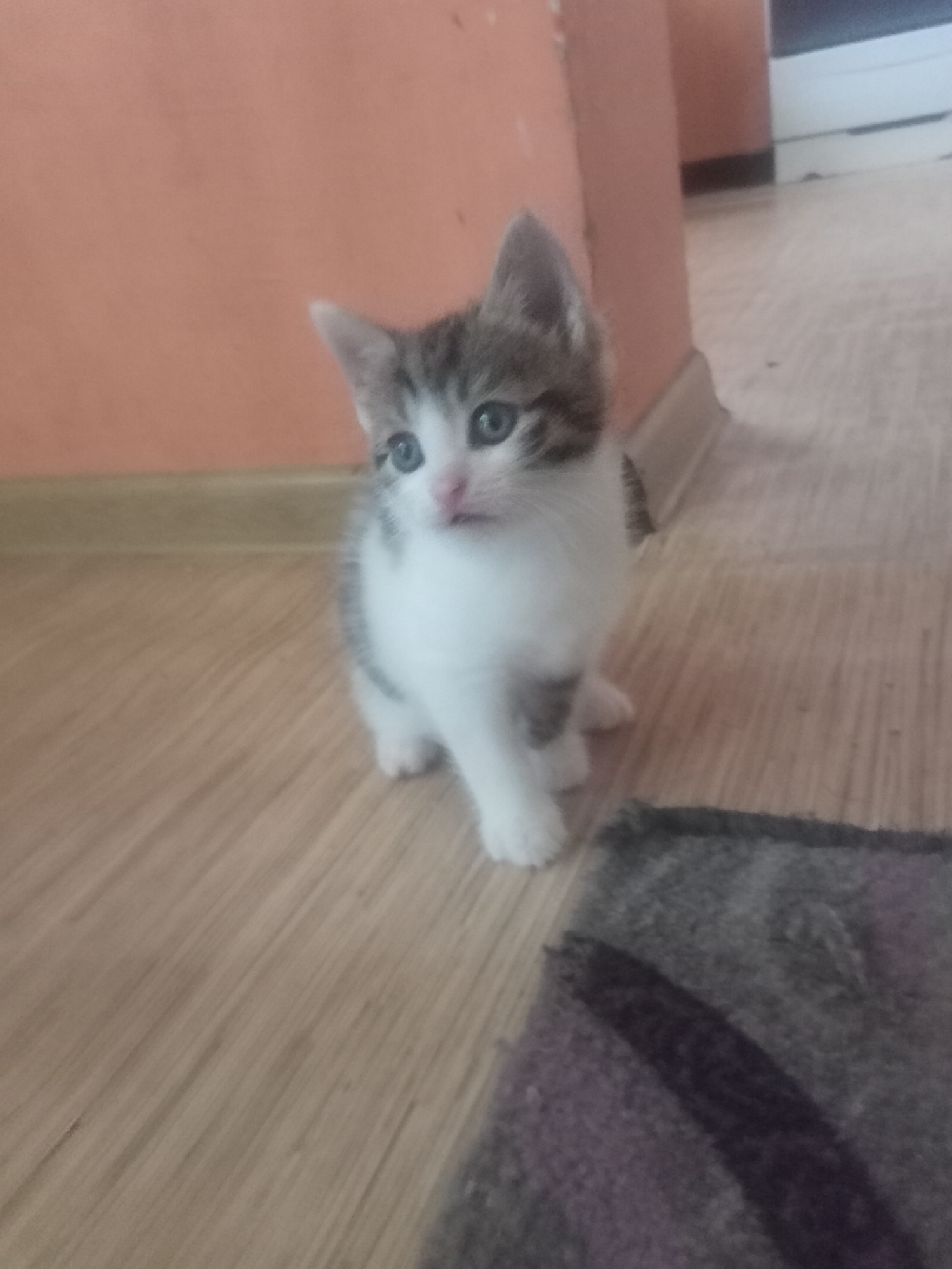 A young kitten with grey and white fur is sitting on a wooden floor. The kitten is looking to the left with blue eyes and its mouth is slightly open. Behind the kitten, there is an orange wall and a white skirting board. In the foreground, a dark colored rug is partially visible. The image was taken in a residential setting in Miass, Russia.