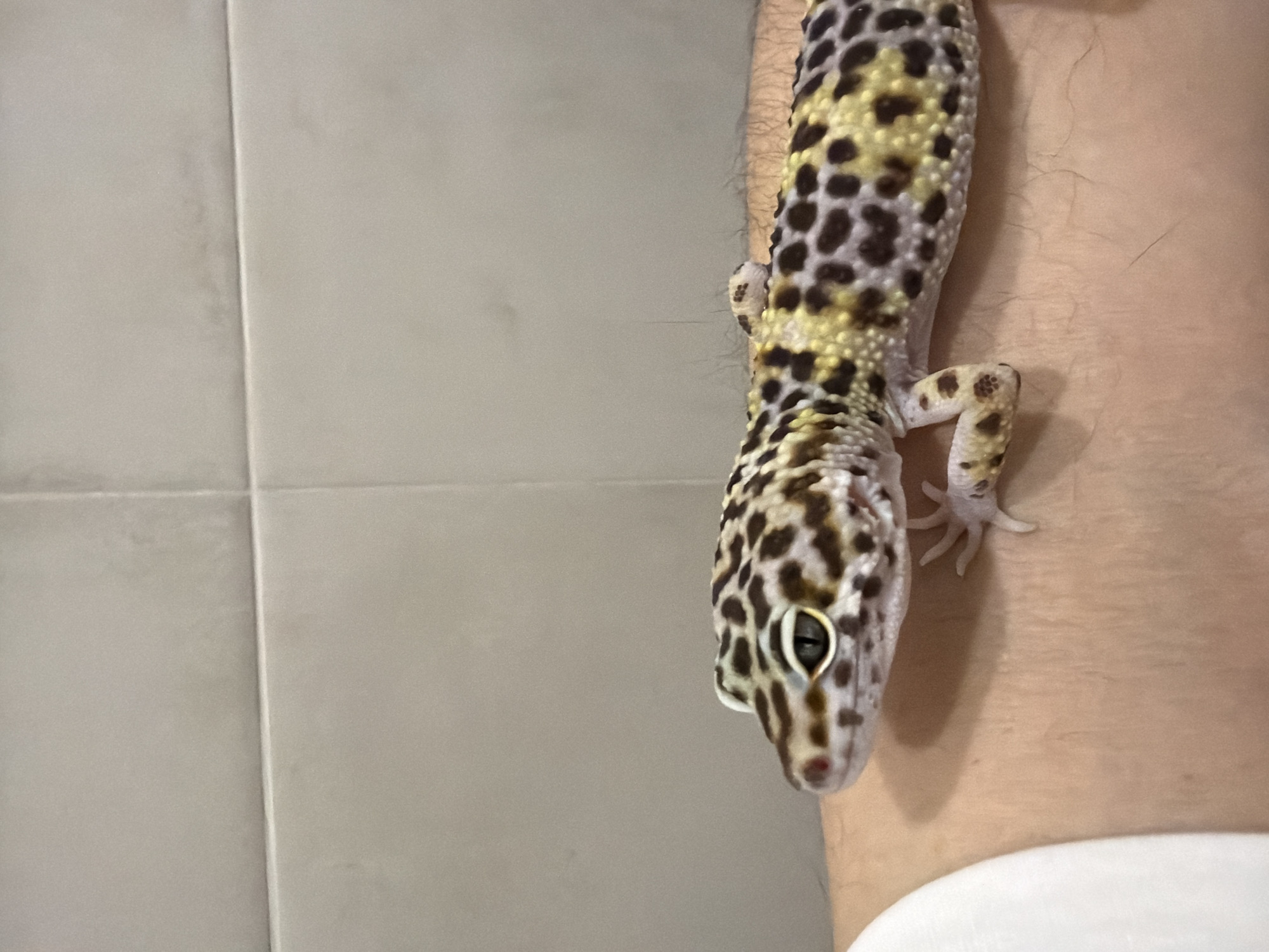 A leopard gecko clings to a person's arm. The gecko is patterned with black, brown, and yellow spots. The person's arm is pale and slightly hairy. In the background are tiled walls. It is not possible to verify if the image was taken in Izhevsk, Russia.