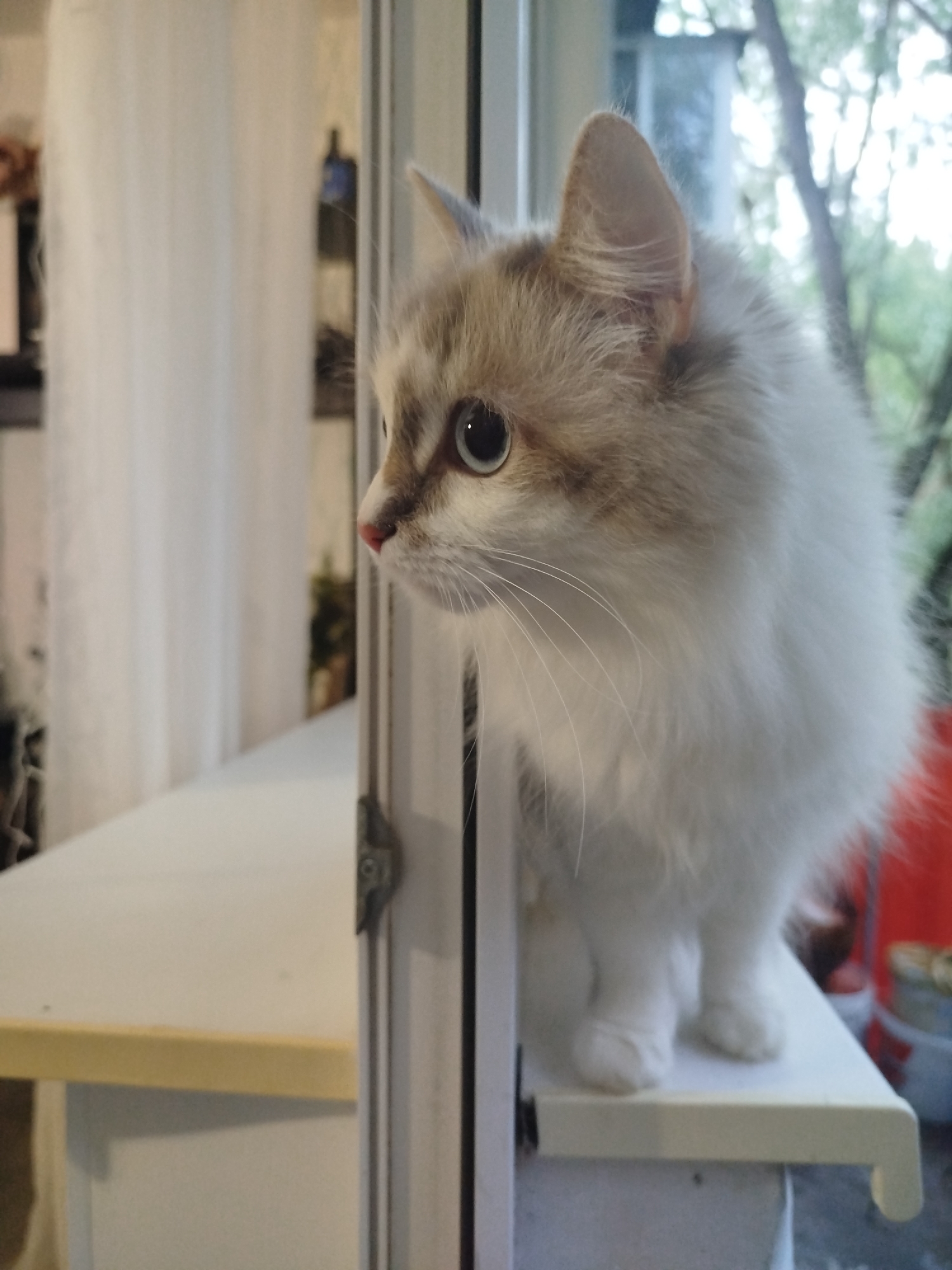 A domestic cat with predominantly white and light brown/cream fur, featuring blue eyes and a pink nose, is captured in a close-up, eye-level shot. The cat stands on a flat, light-colored surface, likely a window ledge or shelf, positioned on the right side of the frame. Its body is partially obscured by a vertical, light-colored frame-like structure on the left. The cat is looking intently to its left, out of the frame. In the blurred background to the left, an indoor setting with light-colored drapes or curtains is visible. To the right and upper right, through what appears to be a window, a blurred outdoor environment with green foliage and tree branches is present, along with a red object in the far bottom right. The scene is illuminated by natural light. The location is Unknown, Unknown.