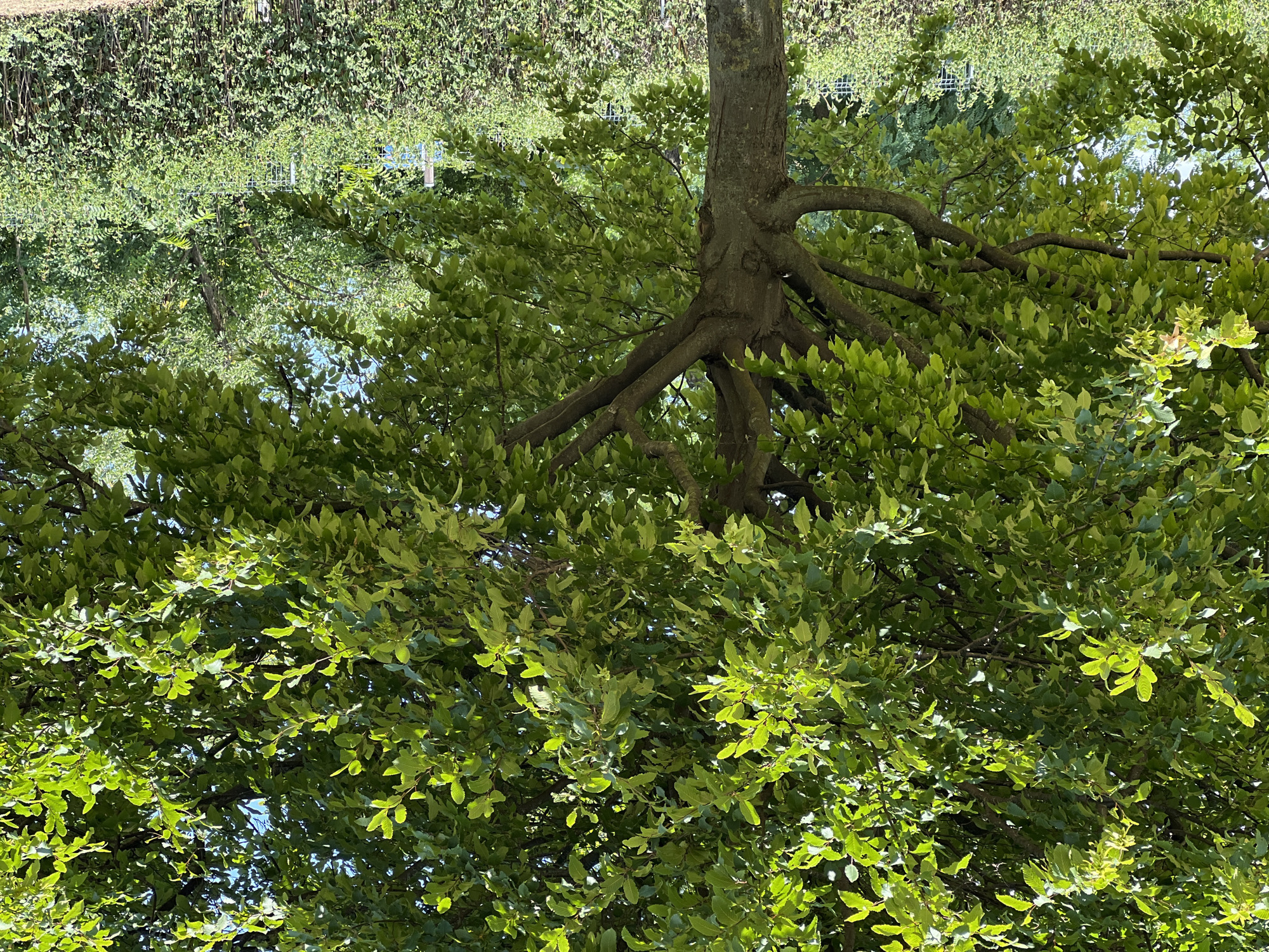 The image shows a large, leafy tree with a thick trunk and many branches extending outwards. The leaves are a vibrant green, and some sunlight filters through the canopy, creating dappled light. In the background, there is a dense hedge, with more trees and greenery visible beyond. A white fence runs along the top of the hedge. The scene appears to be an outdoor setting in a park or garden, with the time of day likely daytime given the bright lighting. There are no people or animals visible in the image.