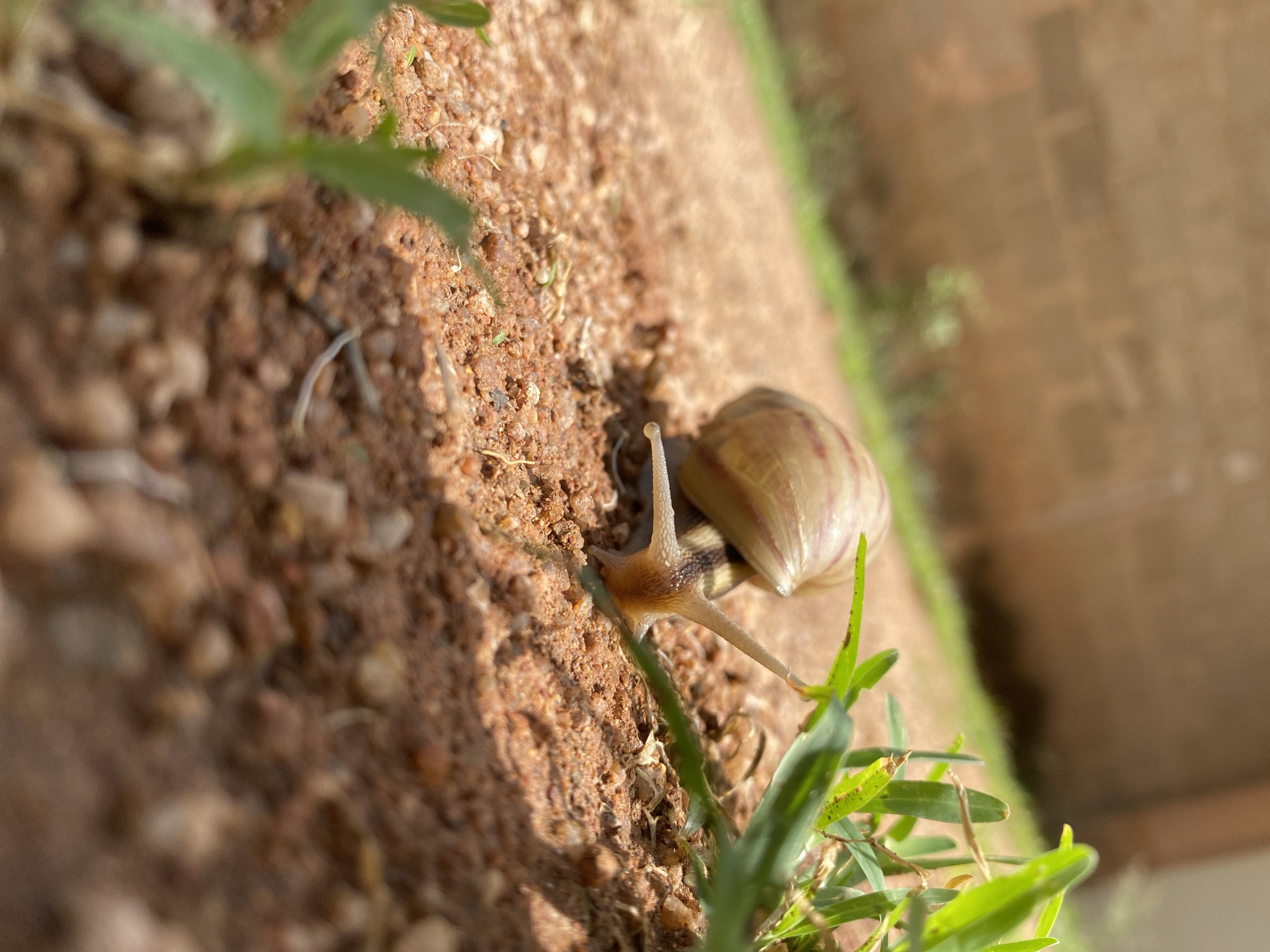 A snail is on a dirt surface with grass growing nearby. The background shows a blurry wall or structure. The location is Kuru Dungus, Nigeria.