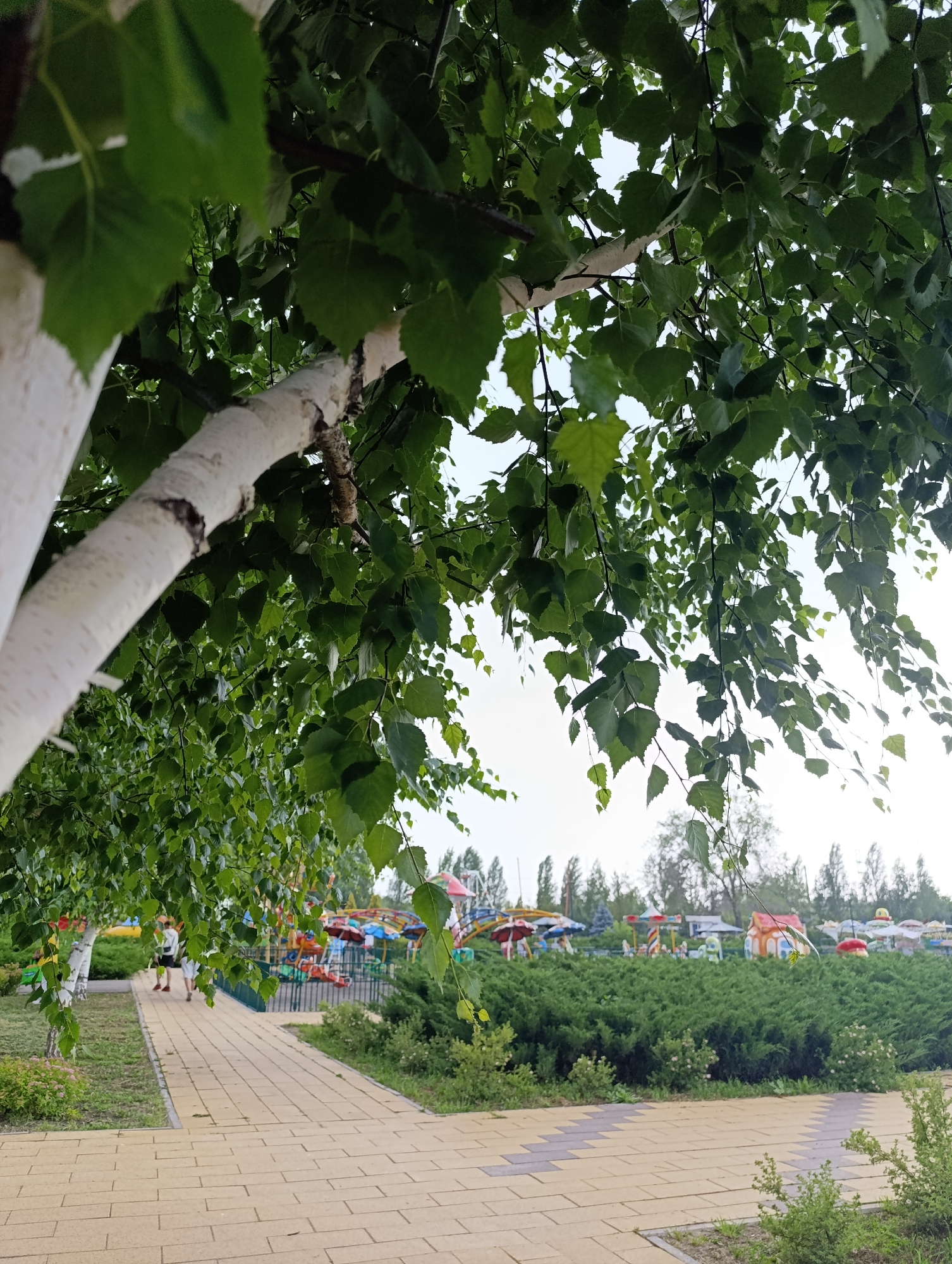 This image depicts a park in Novokuybyshevsk, Russia, likely during the daytime with overcast or bright sky conditions, as suggested by the even lighting. The foreground is dominated by a paved pathway made of light brown and grey rectangular tiles arranged in a zigzag pattern. To the left of the path, a young birch tree with distinctive white bark and lush green leaves is prominently featured, its branches and foliage hanging over the path.
Further into the park, a small amusement area is visible. It features various colorful attractions, including what appear to be children's rides, small houses, and umbrella-like structures, all set against a backdrop of dense green bushes and trees. Two individuals, a male and a female, are walking away from the camera on the paved path, heading towards the amusement area. They are dressed casually, with the female wearing a white top and the male in a dark top and shorts.
The overall atmosphere seems calm and serene, with the natural elements of the trees and greenery complementing the man-made park attractions. There are no visible text elements in the image. The scene suggests a leisurely outing in a public park.