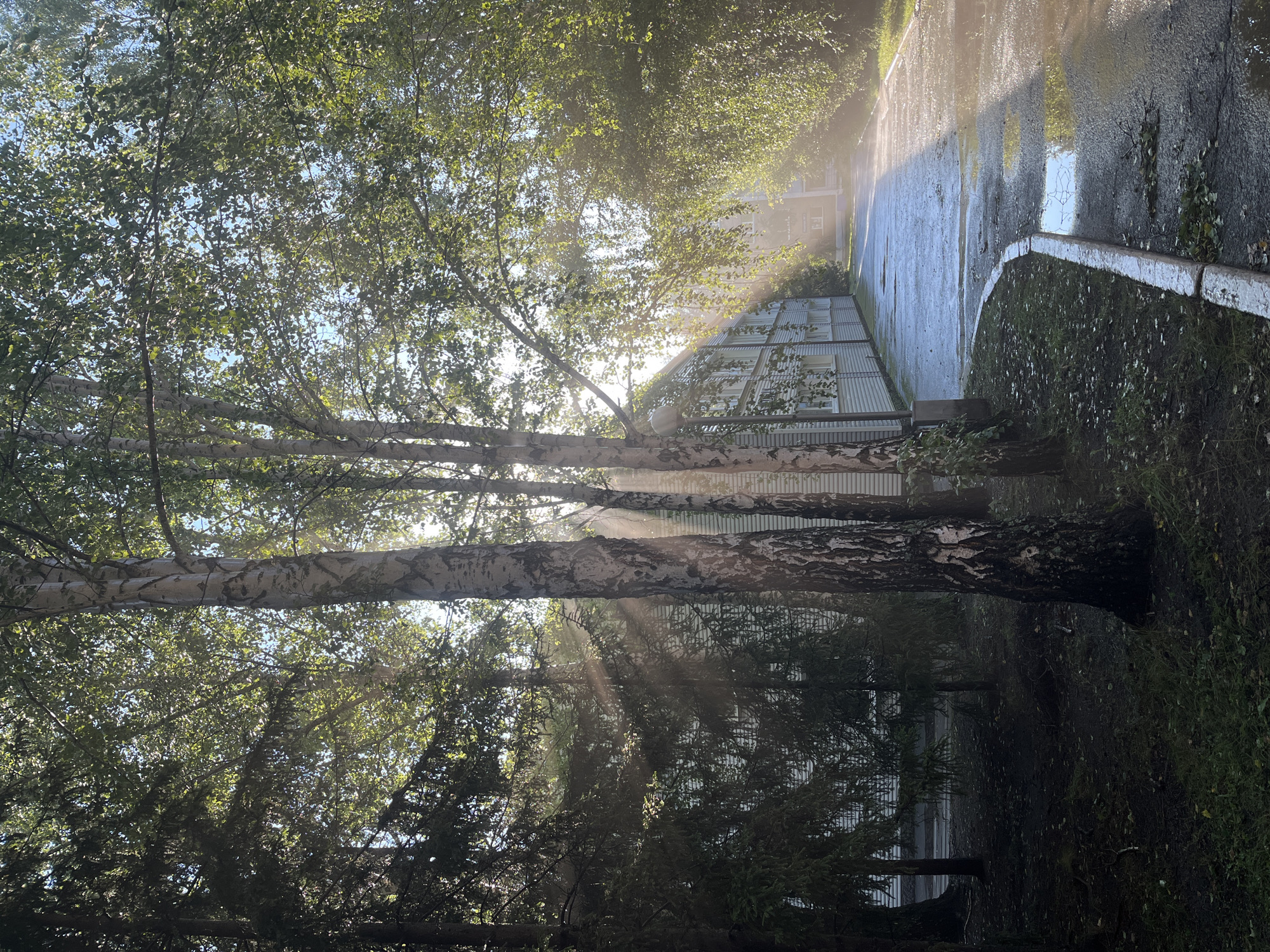 In Karagaiskii, Russia, a pathway runs alongside a building with a light-colored, horizontally paneled facade and numerous windows. The pathway is wet, reflecting the sunlight, and contains several puddles. Trees with white, textured bark and dense green foliage line the pathway, with sunlight streaming through their leaves and casting visible rays. Some of these trees appear to be birch, while others have a darker, more coniferous appearance. The ground near the trees is covered in dark soil and sparse green vegetation. The overall scene suggests a damp, possibly post-rain, morning or afternoon in an outdoor urban or semi-urban environment.