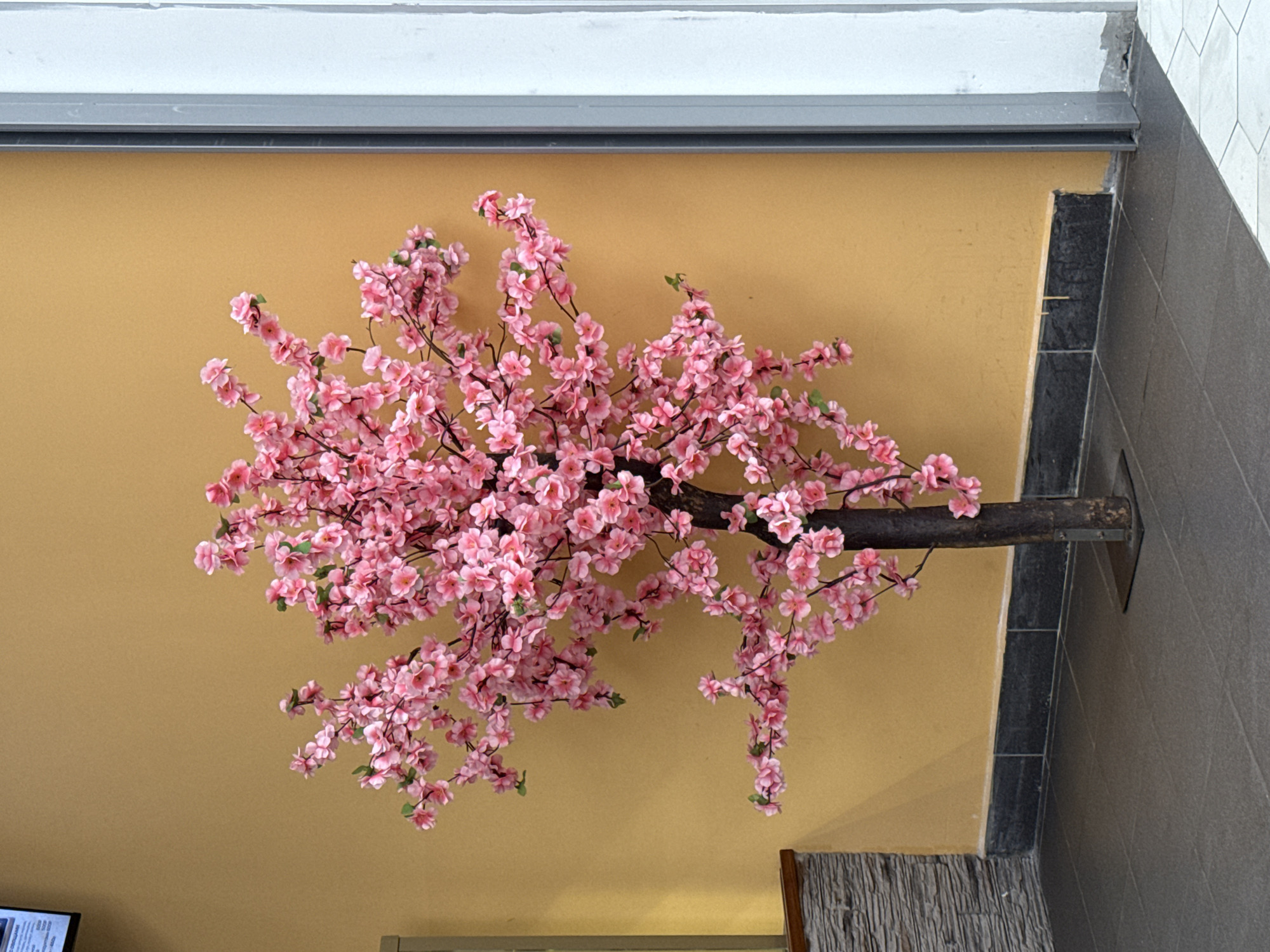 An artificial cherry blossom (sakura) tree, densely covered with vibrant pink flowers and dark brown branches, stands centrally in an indoor setting. Its slender dark brown trunk is secured by a flat, rectangular dark metal base plate on the floor. The background consists primarily of a plain, matte mustard yellow wall. Below the yellow wall, a dark gray tiled baseboard runs horizontally. The floor is composed of large, uniform dark gray square tiles. To the far left, a section of a stacked gray stone or tile wall is visible, with a small portion of a digital display or screen showing indistinct white text on a dark background in the upper left corner. On the far right, a vertical dark gray metallic beam or frame borders a lighter, possibly white or pale gray, adjacent wall or structure. The scene is devoid of any individuals or discernible activity. The visual content of this image does not provide any specific landmarks, signage, or contextual details that would allow for the identification of its precise location within the city of Moscow, Russia.