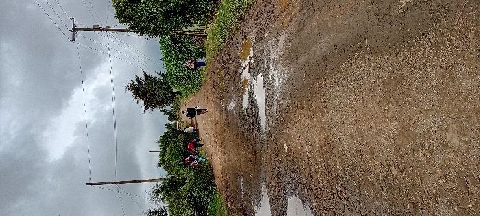 The image depicts an unpaved, muddy dirt road in Gatakaine, Kenya, under an overcast sky with heavy grey clouds. Numerous puddles are visible on the road surface, indicating recent rainfall.
Several individuals are present:
* In the mid-ground, a central figure walks away from the viewer down the middle of the road, wearing dark clothing.
* To the left of the central figure, a group of approximately three to four individuals walk away from the viewer; one appears to be pushing or riding a bicycle.
* To the far right, closer to the foreground, a lone individual stands amidst green foliage.
* Another individual is visible on the right side of the road, further back than the central figure, also amidst foliage.
The road is bordered on both sides by dense green bushes and trees. In the mid-ground and background, wooden utility poles with power lines run parallel to the road. A tall, dark green coniferous tree stands prominently in the center-right background. A metal gate is partially visible on the far right, integrated with the green vegetation.