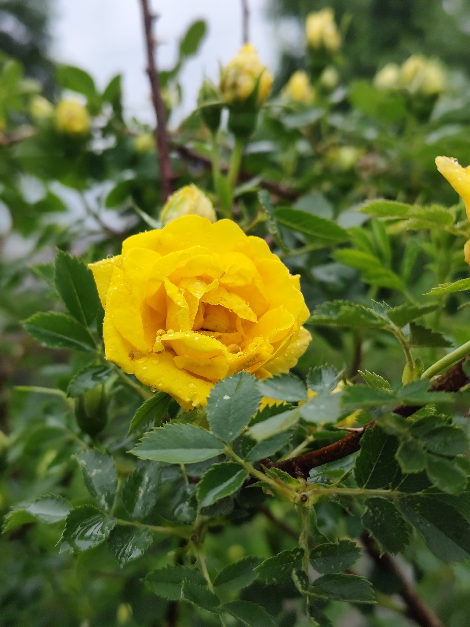 A close-up vertical shot captures a vibrant yellow rose, adorned with numerous glistening water droplets, likely from recent rain. The rose is the focal point, positioned slightly to the left of the center, showcasing its delicate petals and rich color. Around the central bloom, several other smaller yellow rosebuds are visible in various stages of development, some appearing on the left and upper right of the frame, hinting at more blooms to come.
The rose and its accompanying buds are nestled among lush green foliage. The leaves are also dotted with water droplets, reflecting light and indicating a fresh, wet environment. Some leaves show signs of minor wear or natural imperfections. The background is softly blurred, creating a bokeh effect that emphasizes the sharpness of the main rose. Hints of a cloudy or overcast sky are discernible in the topmost blurred area, suggesting the light conditions. A thorny stem is visible extending upwards behind the main rose. No human subjects or visible text are present. The image conveys a serene, natural moment after rainfall in what appears to be a garden or natural outdoor setting in Фоки, Russia.