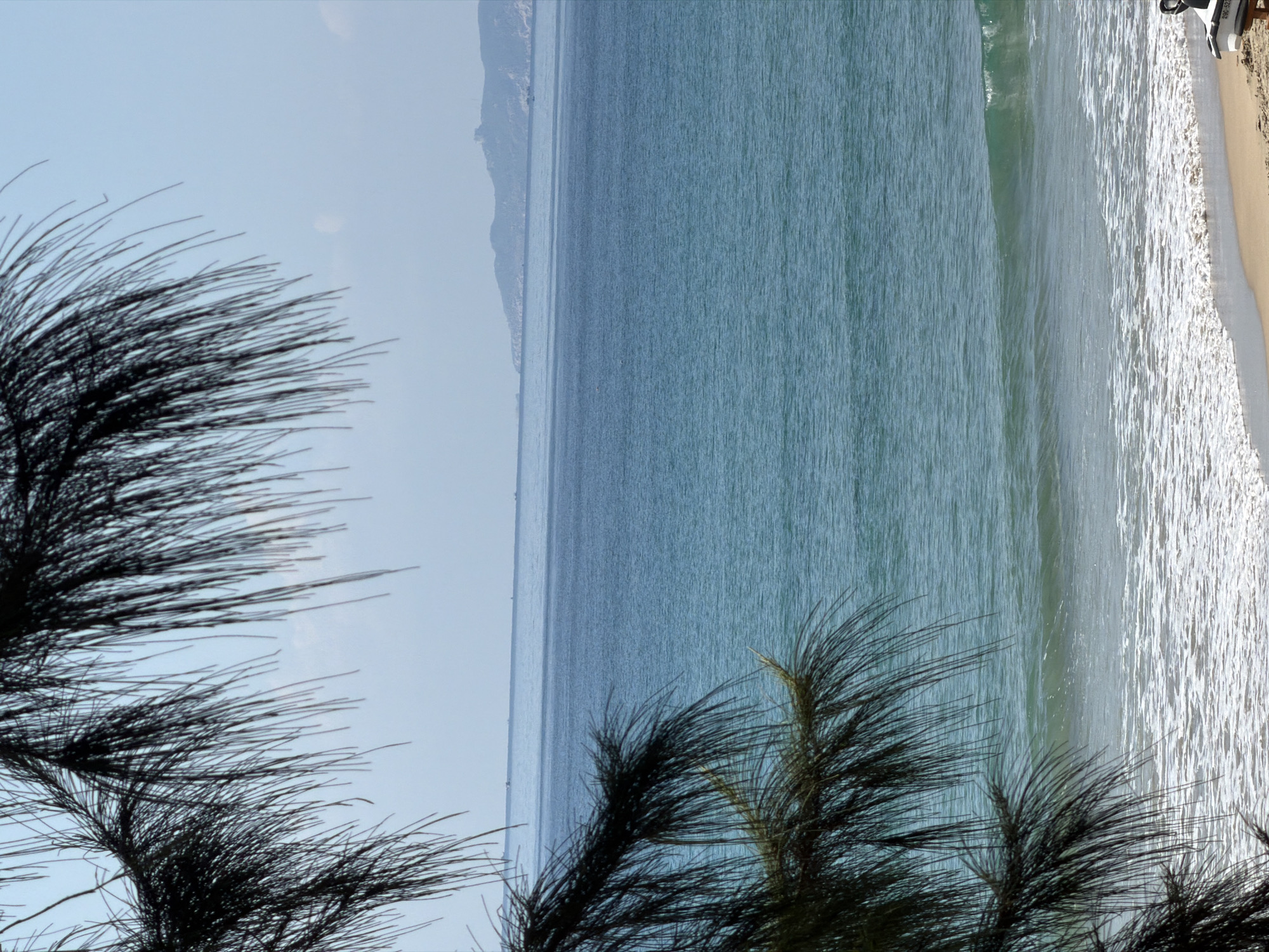 The image captures a coastal scene near Cam Lam, Vietnam. The view features a body of water, possibly the South China Sea, extending towards a landmass in the distance. A sandy beach is visible along the shoreline with the waves breaking on it. In the foreground, there are dark, spiky leaves, which appear to be from pine trees, partially obscuring the view.