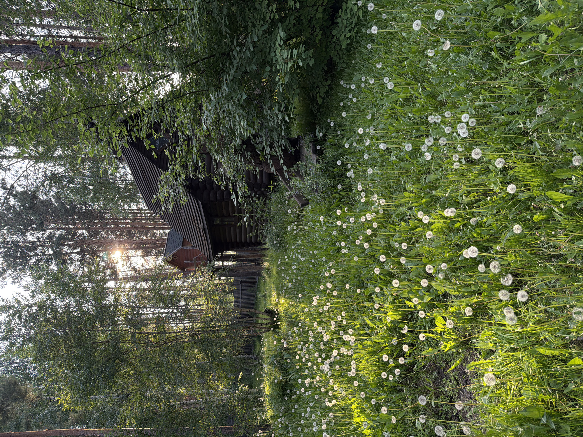 The image depicts a sun-drenched clearing in a forest near Sukhaya, Russia, featuring a rustic log cabin nestled amongst tall trees. The foreground is dominated by a field of white dandelions in their seed stage, their fluffy heads catching the light. The cabin, constructed from dark logs, has a pitched, shingled roof and a small upper story with red siding and a window. Dense green foliage partially obscures the cabin. The background is a dense forest with a mix of coniferous and deciduous trees. Sunlight filters through the canopy, creating dappled light and shadows across the scene. No people or animals are visible. The overall impression is one of a secluded, tranquil natural setting.