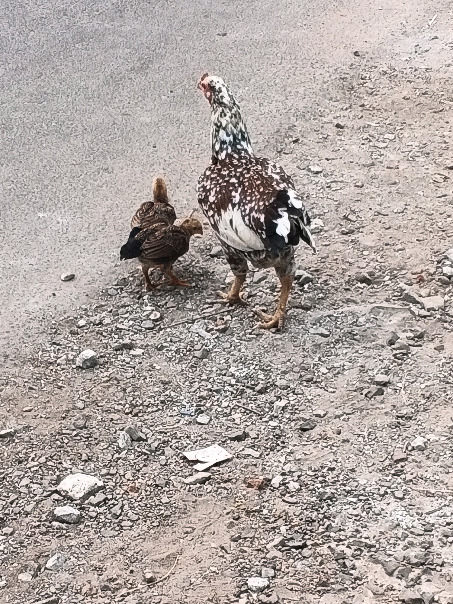 The image shows two chickens standing on a gravelly surface. The larger chicken, in the foreground, is facing away from the camera and has black, white, and brown speckled plumage. The smaller chicken, to the left and slightly behind the larger one, is facing right and has brown and black striped feathers. The ground is a mix of small stones and dirt. The background appears to be a paved surface, possibly a road or sidewalk. The lighting suggests it is daytime. There is no specific information available about the location in the city of Kadu, Indonesia, as the image itself does not contain any identifying landmarks or context clues.