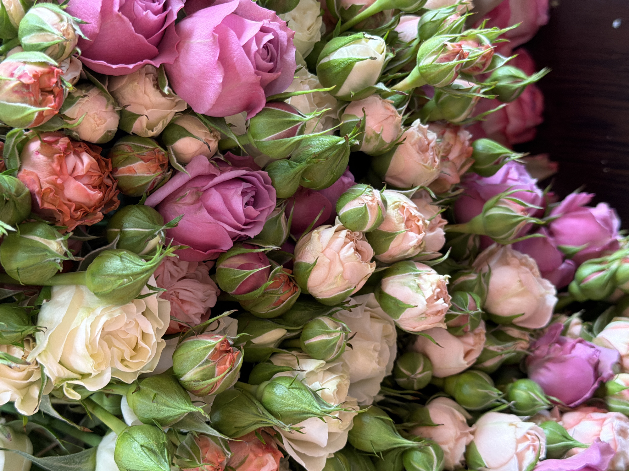The image depicts a close-up view of a dense arrangement of roses. The roses are in various stages of bloom, from tightly closed buds to fully open flowers. The color palette is dominated by shades of pink, ranging from pale blush to deep magenta. There are also white and coral-colored roses interspersed throughout. The green sepals surrounding the buds and blooms provide a contrasting element. The arrangement is tightly packed, with little to no visible space between the flowers. The depth of field is shallow, causing some areas to appear slightly blurred. The location is not specified, and there is no indication that the image was taken in Yerevan, Armenia.