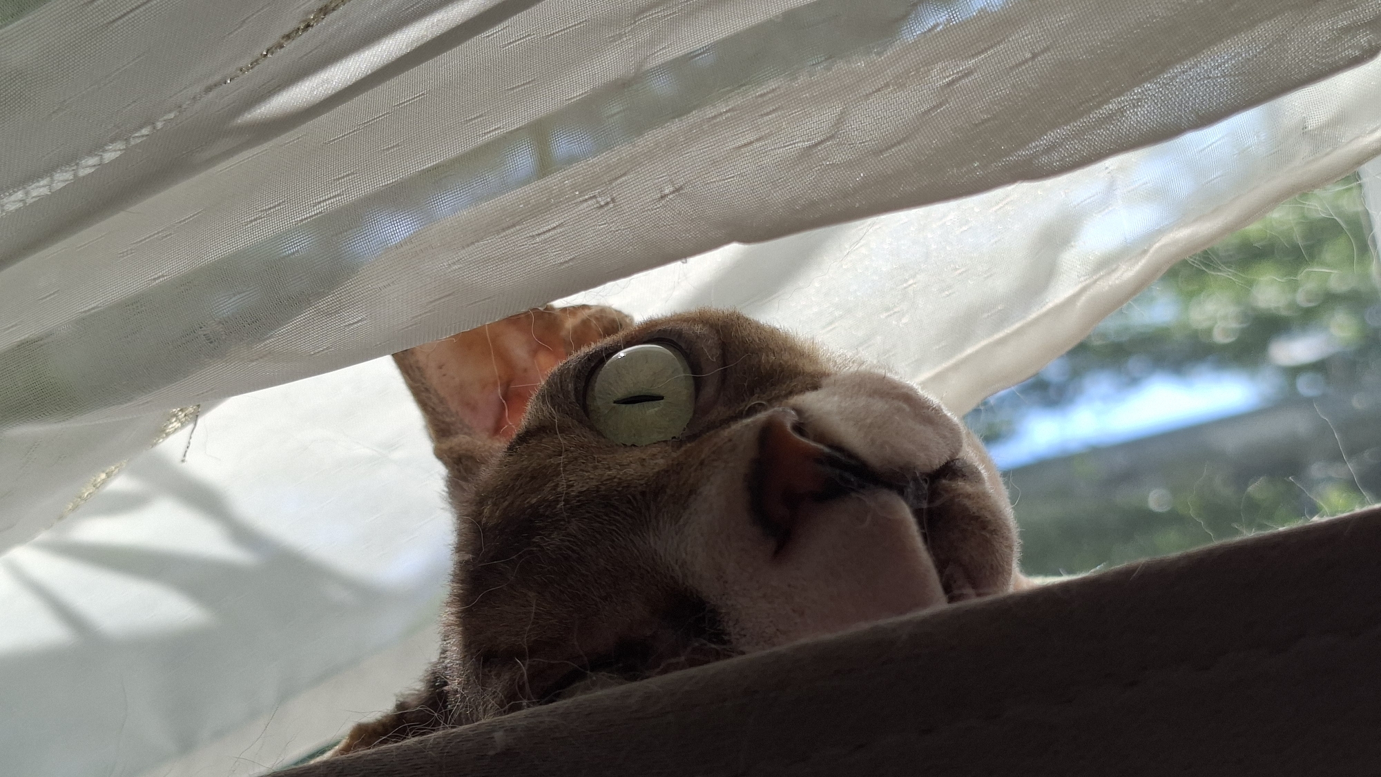 A close-up, low-angle shot captures a brown and white Sphynx cat peeking through a light-colored, sheer curtain. The cat's large, green eye dominates the frame, with its pupil dilated into a vertical slit, suggesting it is in a dimly lit environment. Its head is tilted, and its gaze is directed towards the viewer, creating a sense of curiosity or suspicion. The soft, translucent fabric of the curtain is gently draped, allowing some sunlight to filter through, casting subtle patterns and highlights. In the background, out of focus, a blurred view of green foliage and a bright sky is visible, indicating the scene is near a window or outdoors. The overall impression is intimate and slightly mysterious, as if the viewer has caught the cat in a private moment. The image was taken in Myadzyel, Belarus.
