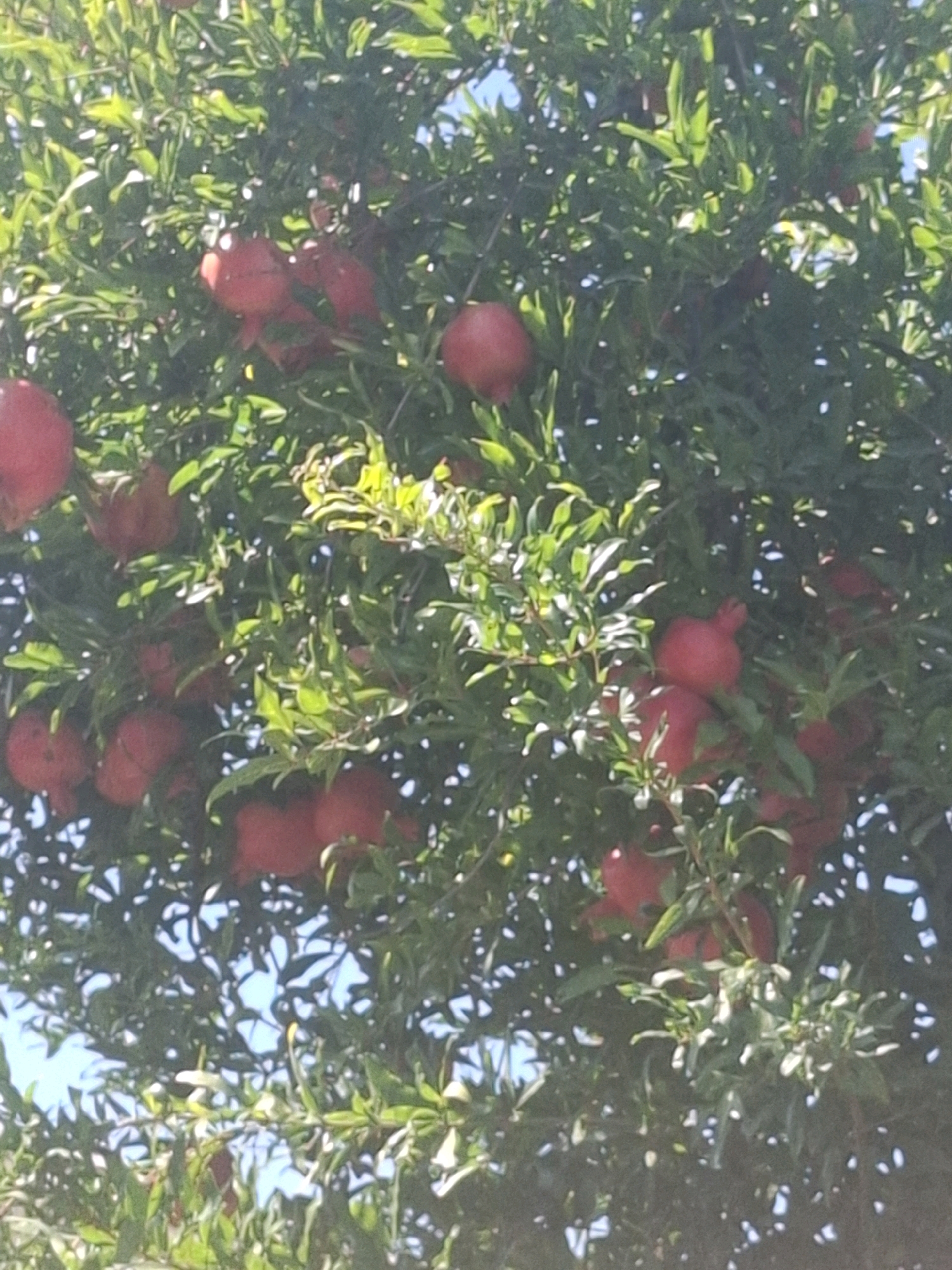 The image shows a close-up of a pomegranate tree laden with ripe pomegranates, set against a backdrop of lush green foliage and glimpses of a bright blue sky. The pomegranates are predominantly red, with some showing hints of yellow or orange. They are clustered on branches, some fully visible and round, while others are partially obscured by leaves. The tree appears healthy and abundant. The overall impression is one of a fruitful harvest. This scene is typical of the agricultural landscape found in and around Goychay, Azerbaijan, a region renowned for its pomegranate cultivation. The image captures the natural beauty and agricultural bounty of the area.