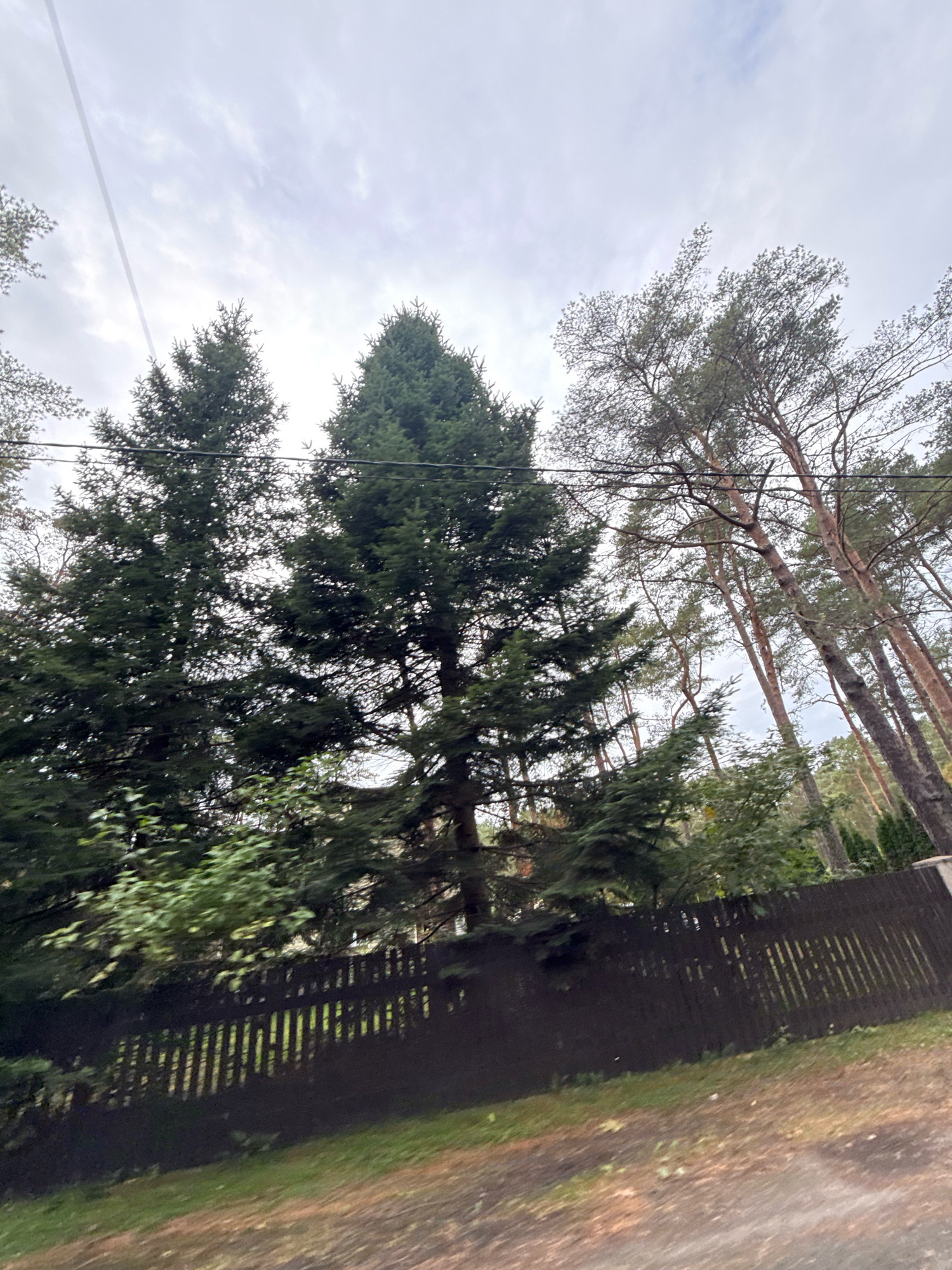 This is a medium-shot, low-angle, vertical photograph taken outdoors on an overcast day. The scene depicts a dark wooden fence running horizontally across the middle of the frame. Behind the fence, a dense line of various types of trees, predominantly evergreens and some deciduous trees, rises towards the sky. The trees are lush and green, with some showing signs of autumn color. The sky is filled with scattered, light gray clouds. A thin, dark power line stretches diagonally across the upper left quadrant of the image. The foreground consists of a patch of green grass and a dirt path, suggesting a natural or semi-natural outdoor environment. There are no people or animals visible in the frame. The overall impression is one of a peaceful, somewhat secluded natural setting, possibly a backyard or a park area. The image is slightly blurry, indicating movement or a focus issue. It is impossible to determine the specific location within Tallinn, Estonia from the visual information provided.