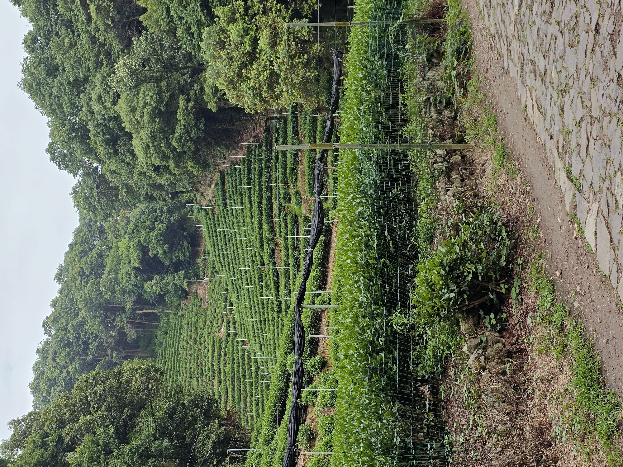 The image depicts a terraced tea plantation in Xihu District, China. The foreground shows a cobblestone path on the right, bordered by a wire fence and dry grass. Beyond the fence, rows of lush green tea bushes are visible, some covered with black netting. Further up the hillside, more tea terraces stretch across the landscape, supported by poles. The background is filled with dense green trees, creating a natural forest backdrop against a cloudy sky. No people are present in the image.