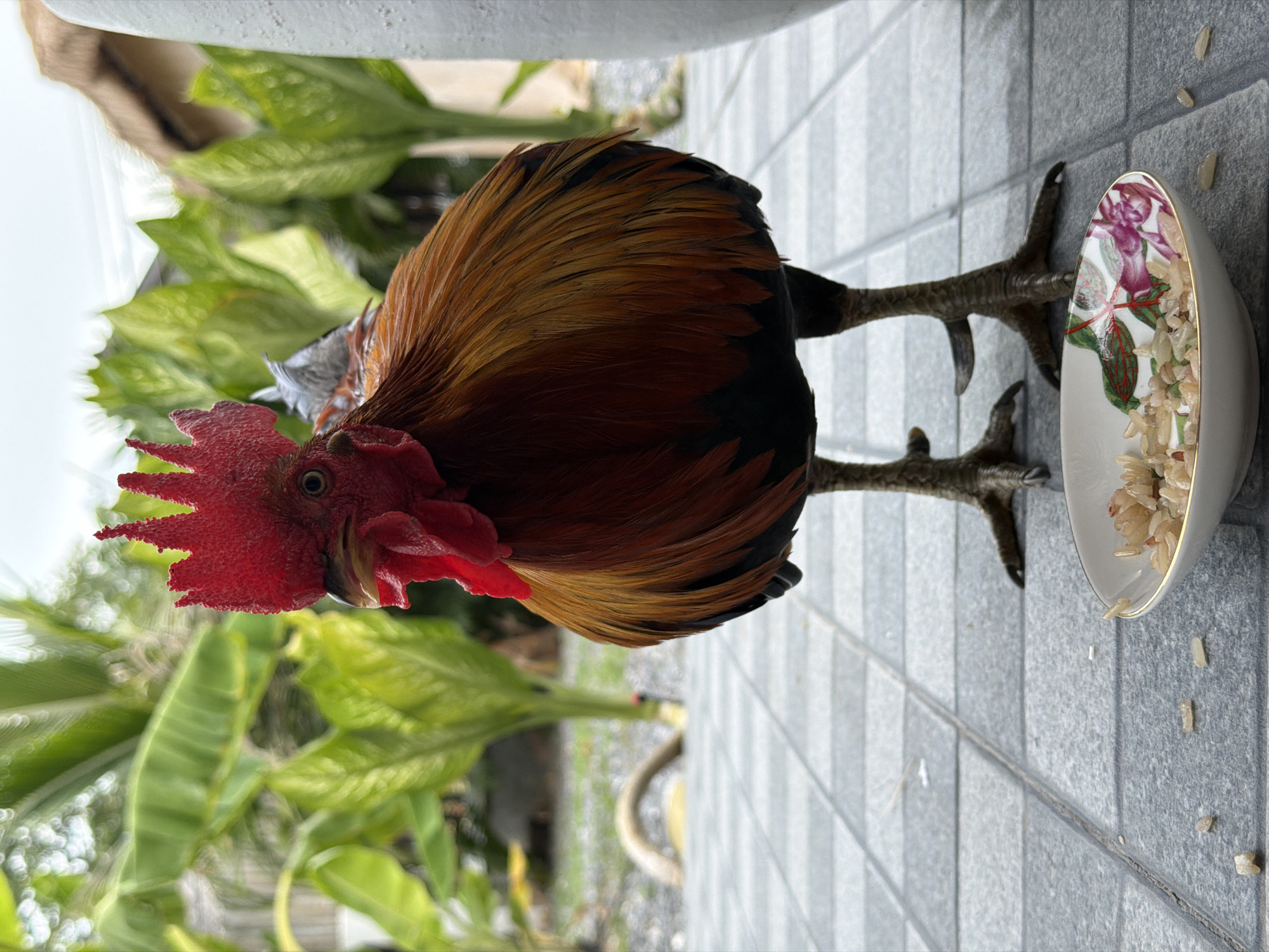 A rooster stands on a gray tiled patio in Baan Bo Phut, Thailand, near a small white bowl filled with rice and flower petals. The rooster has a bright red comb and wattle, and its feathers are a mix of brown, orange, and black. Behind the rooster, lush green banana leaves and tropical plants are visible, with a thatched roof structure in the background. The sky is overcast. The scene appears to be outdoors, likely in a residential or garden area.