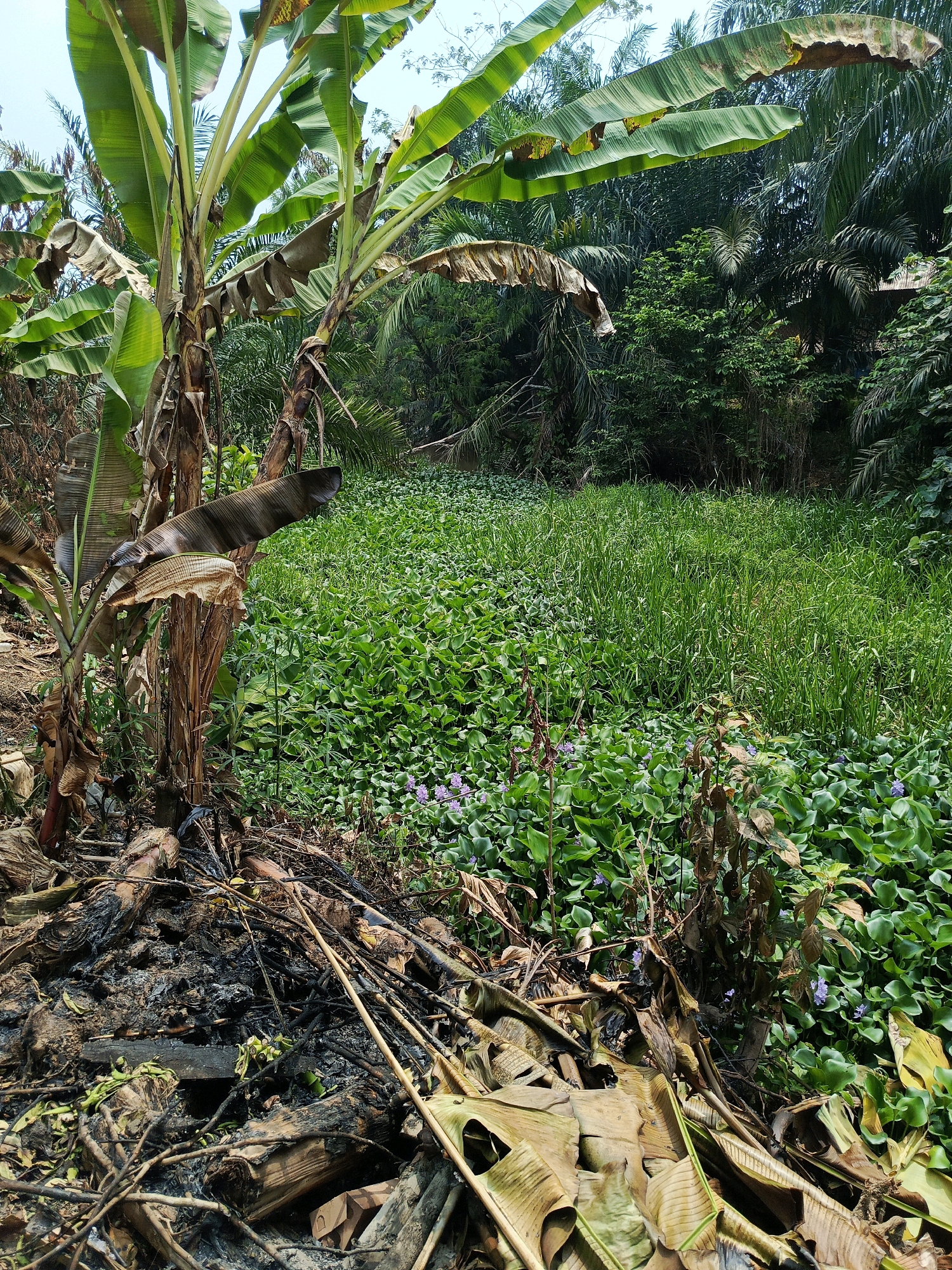 In Megang Sakti I, Indonesia, a waterway is choked with a dense mat of green water hyacinths, dotted with small purple flowers. Towering banana trees, some with dried, brown leaves, frame the left side of the scene. The ground near the banana trees is a heap of burnt debris, including charred wood, ash, and dried leaves, suggesting a recent fire. The background is a lush, dense forest.