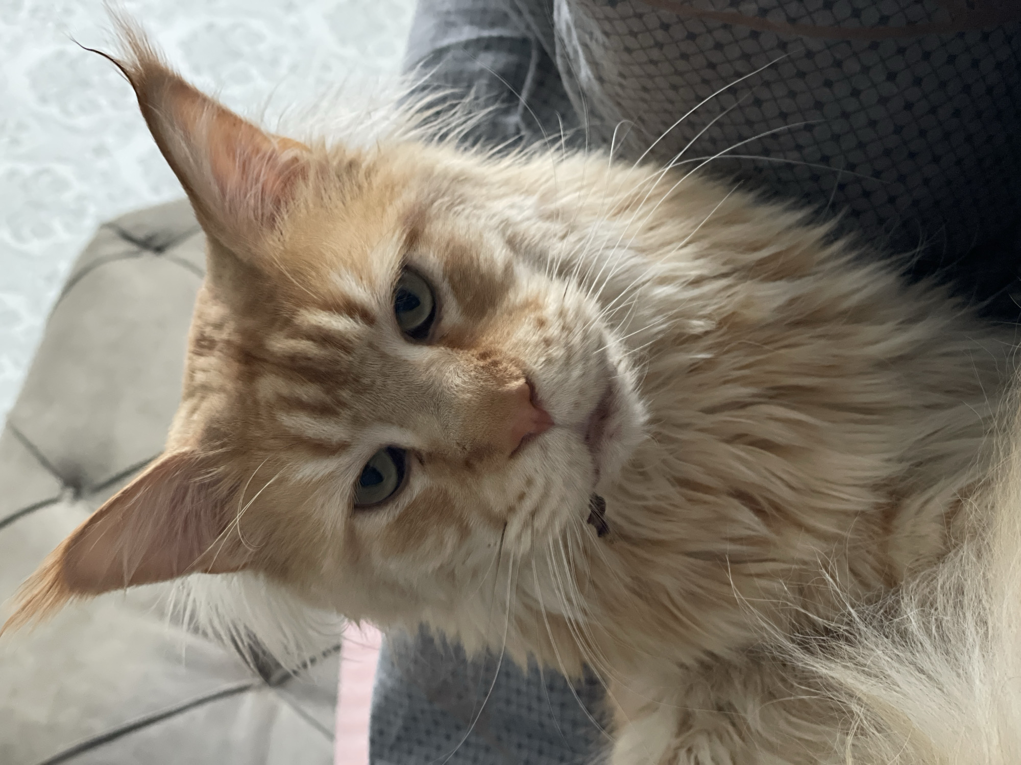 A close-up of a ginger Maine Coon cat is presented. The cat has long fur and prominent ear tufts, with light-colored eyes. It's being held, with a gray fabric visible behind it. The location is not discernible from the image.