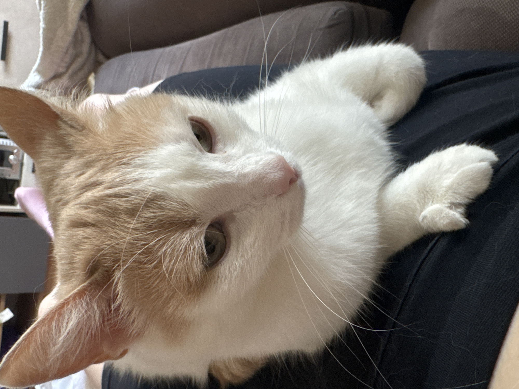 A close-up, overhead shot shows an orange and white cat sitting on a person's lap. The cat's head is tilted down and to the right, and its eyes are partially closed. The cat's fur is soft and fluffy, and its ears are pointed upwards. The person's lap is covered in black fabric, and the cat's paws are resting on the fabric. The background is blurry, but it appears to be a room with furniture and other objects. The lighting is natural, coming from the top left of the frame.