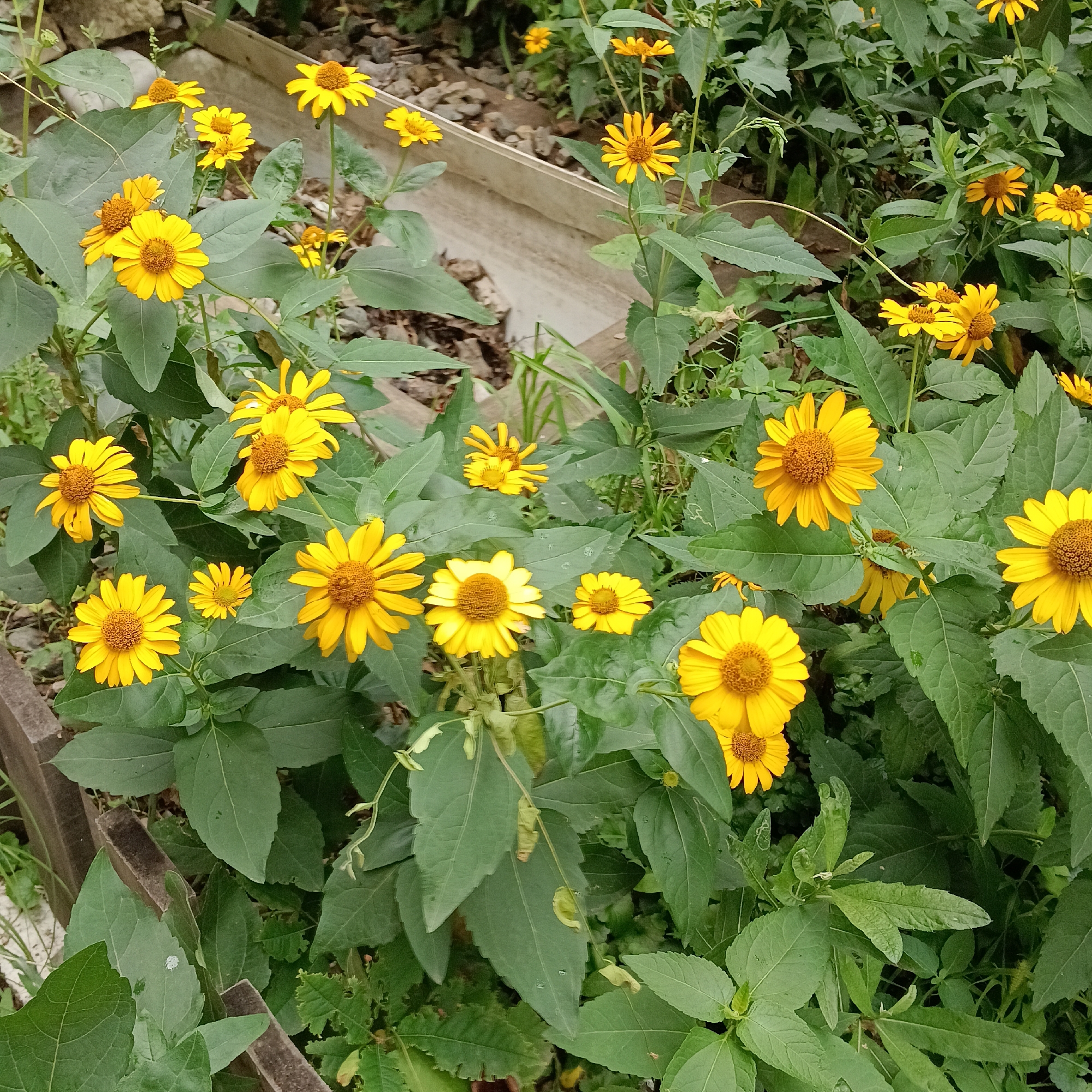 In the provided image, a cluster of vibrant yellow flowers with brown centers, likely daisies or a similar species, are in bloom. The flowers are surrounded by lush green foliage, creating a natural and somewhat wild appearance. The background suggests an outdoor setting with some gravelly earth and wooden elements, possibly part of a garden or a less manicured area. There are no people visible in the image. The scene is one of natural growth and floral beauty.