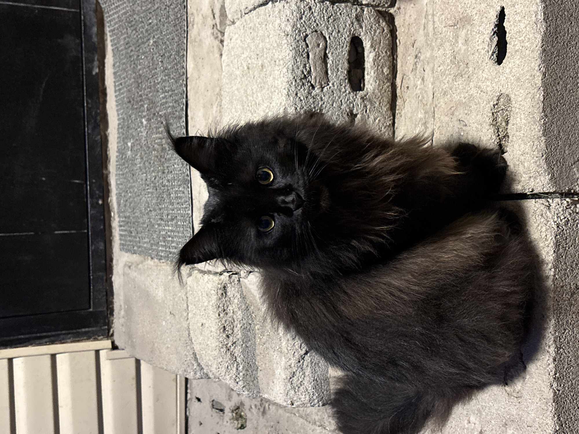 A fluffy, long-haired black cat with yellow eyes sits on a concrete step in front of a building. The cat is positioned in the center of the frame, facing the camera. Its fur appears to have reddish-brown undertones, particularly on its chest and ruff. The background shows a portion of a light-colored, horizontally-paneled wall and a dark doorway. The steps are made of roughly textured concrete blocks. The environment suggests an outdoor urban setting.