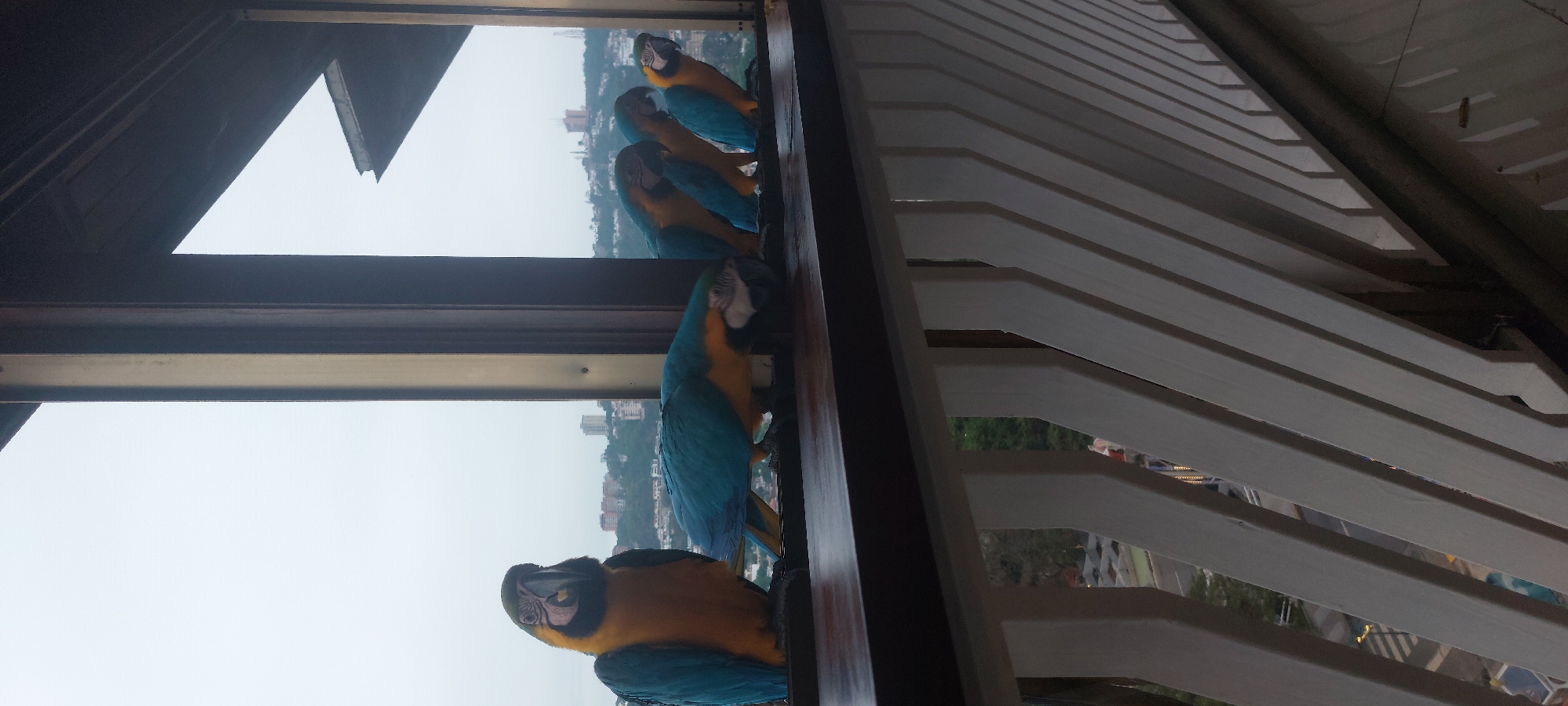The image depicts a high-angle shot of at least four blue-and-yellow macaws perched on what appears to be a window ledge or balcony railing. The location appears to be Caracas, Venezuela, given the presence of the Avila mountain range in the background and the urban layout visible below the macaws. The weather appears overcast.