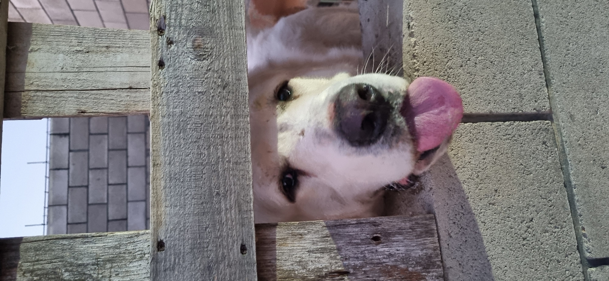A close-up, low-angle shot shows a white dog's head peeking through a gap in a rustic wooden fence. The dog's pink tongue is lolling out of its mouth, and its eyes are looking forward. The dog appears to be behind a concrete block wall, as parts of the wall are visible in the foreground and background. The background also shows a brick wall under construction, with rebar protruding from the top. The scene is outdoors, with bright lighting that casts shadows. The location is identified as Blizhnee, Ukraine.