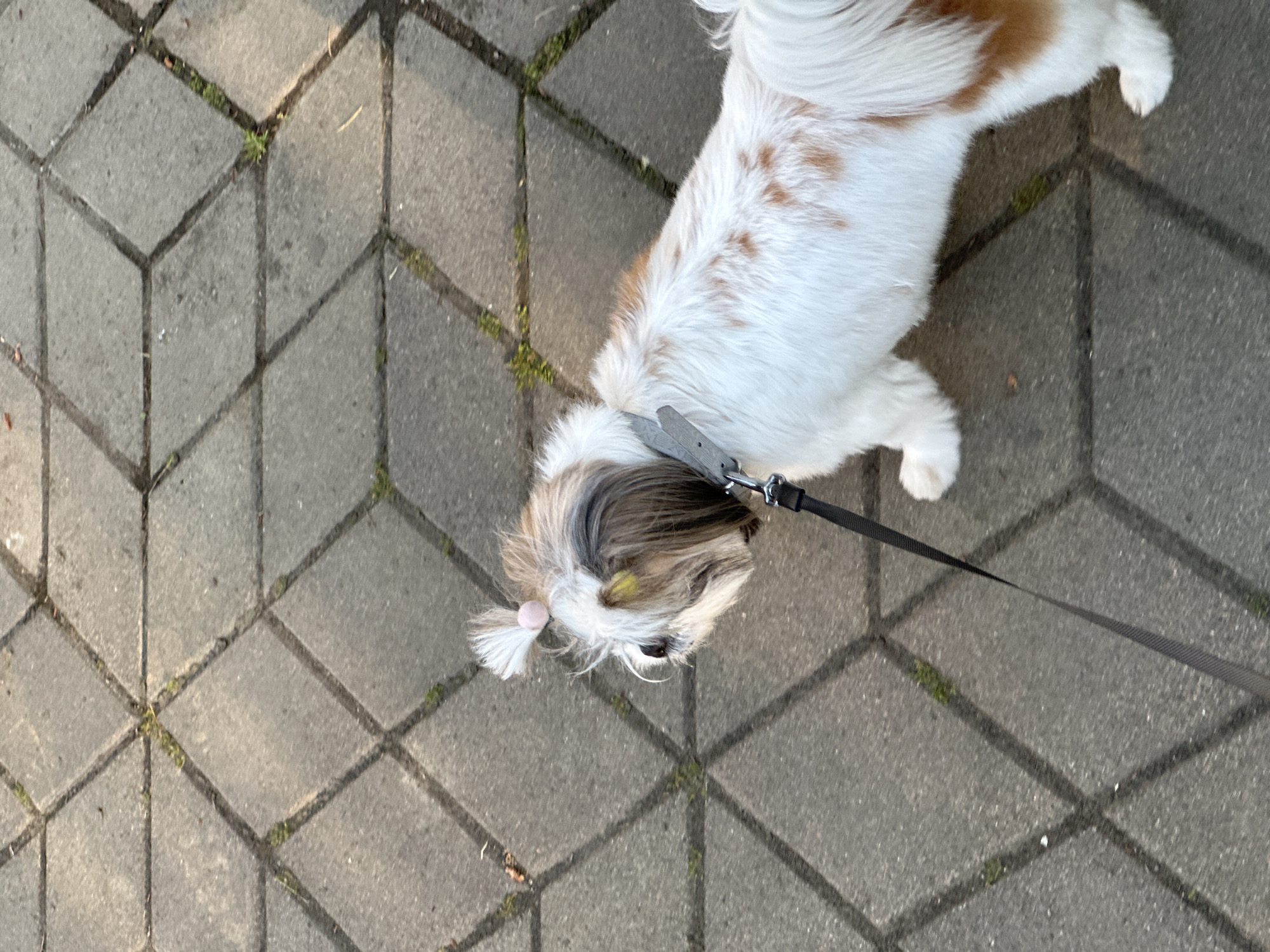 A Shih Tzu dog is seen from an overhead angle, walking on a sidewalk. The dog is predominantly white with brown patches, a grey leash, and a pink hair tie holding its face hair back. The sidewalk is made of gray, interlocking cube-shaped pavers, with some green moss or vegetation growing in the joints. The environment is urban. Location details (Batumi, Georgia) are not directly evident from the visual information.