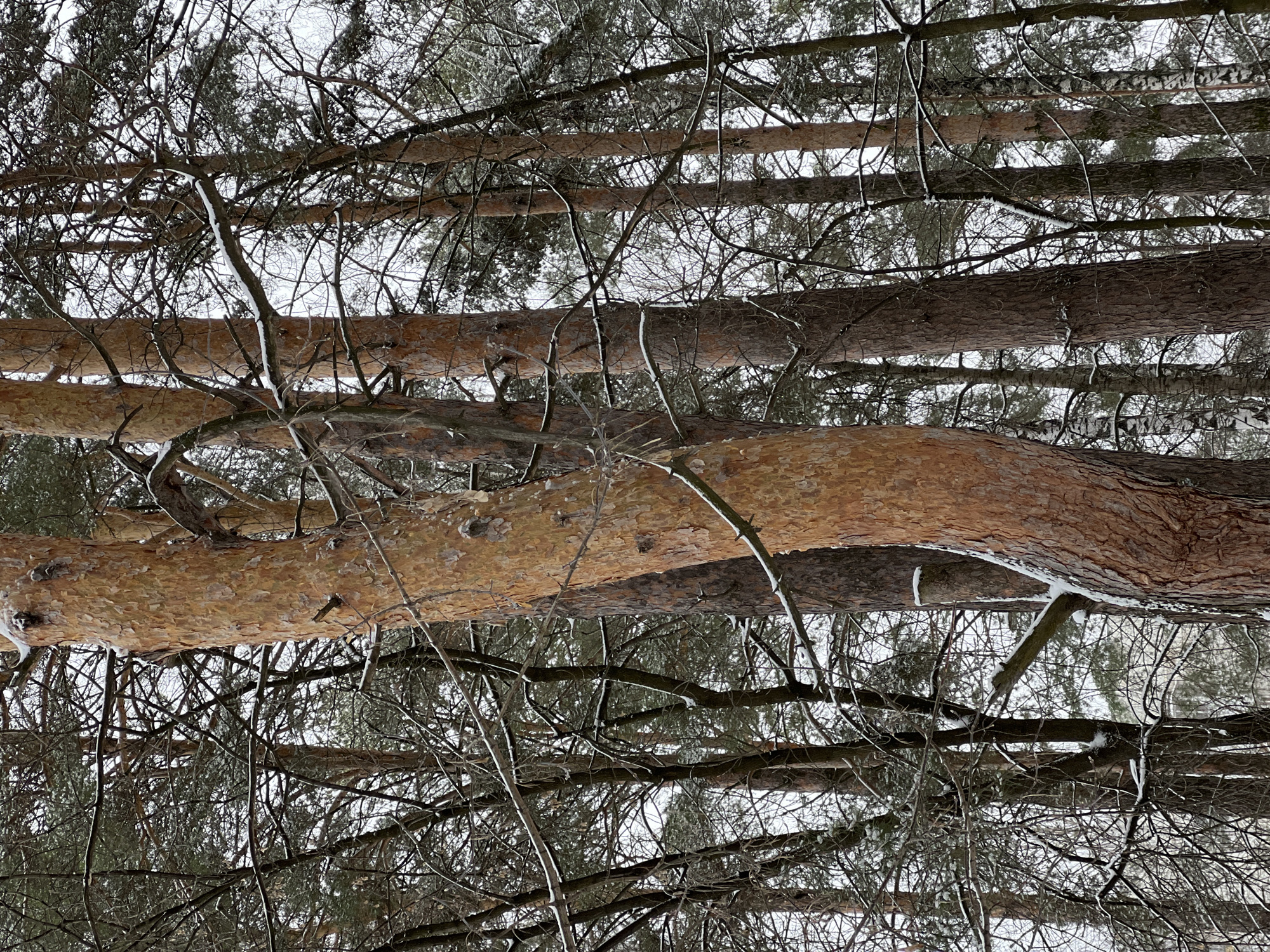 The image shows a view looking upwards into a forest, potentially located in or near Chaikovsky, Russia, with several tree trunks prominently displayed. The trunks are mostly brown, with some appearing darker than others. Bare branches, some covered with snow or ice, interweave among the trunks. The sky is visible through the branches and appears overcast, suggesting a winter scene. There are no people visible.