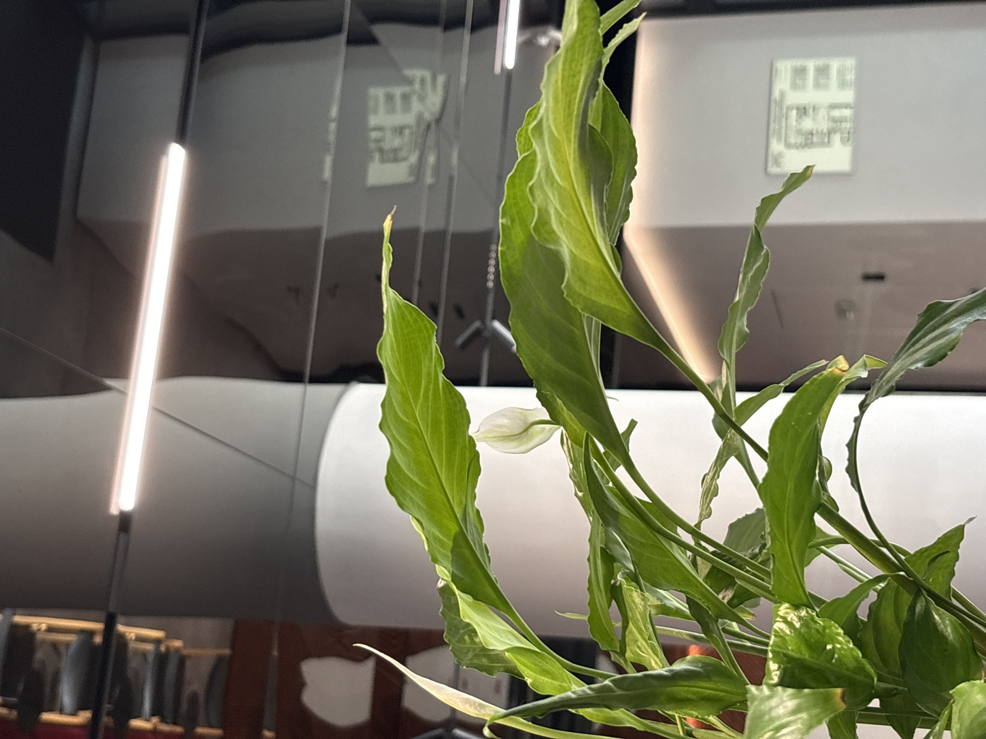 A close-up, eye-level shot focuses on the green leaves and a white flower of a peace lily plant. The background is out of focus, showing a large white pillar and what appears to be a reflection in a dark, glossy surface. Within the reflection, there are visible architectural elements, including what looks like a long fluorescent light fixture and what may be a digital display or a projection of a floor plan. The setting seems to be an indoor, modern environment, possibly an office or a lobby. There is no indication of the location being in Moscow, Russia. The image captures a still moment, with no discernible action or interaction.