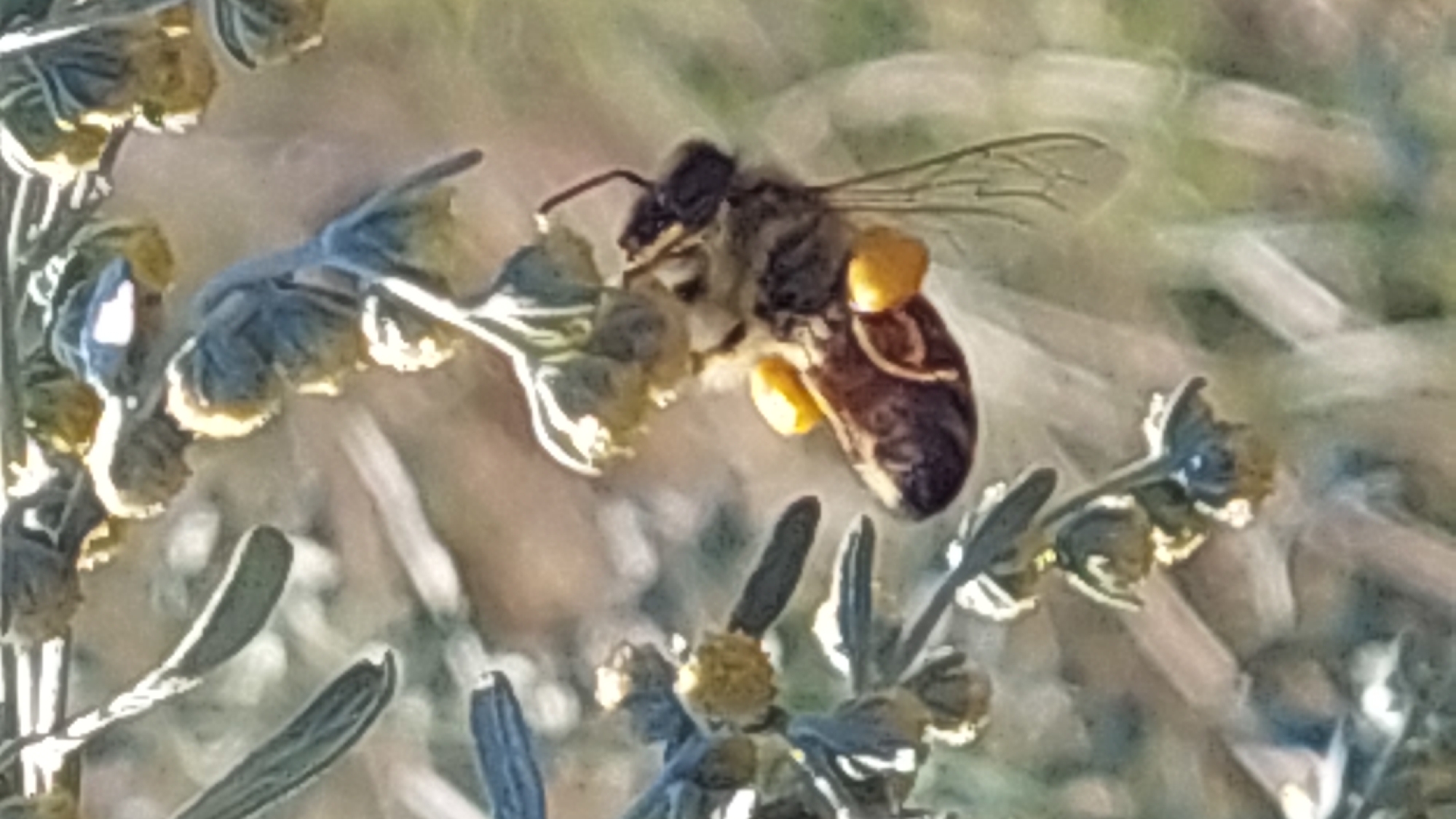 The image captures a close-up of a bee on a plant with soft focus. The bee, a prominent subject, is dark brown and black with visible stripes and wings. It appears to be collecting pollen, as bright yellow pollen sacs are attached to its hind legs. The bee is positioned on a stem of the plant, which has fuzzy, pale green buds and some dried-out, darker elements. The background is blurred, suggesting a natural outdoor environment. The image does not contain any information or elements that would suggest a specific location in Kozarovychi, Ukraine, or any urban context.