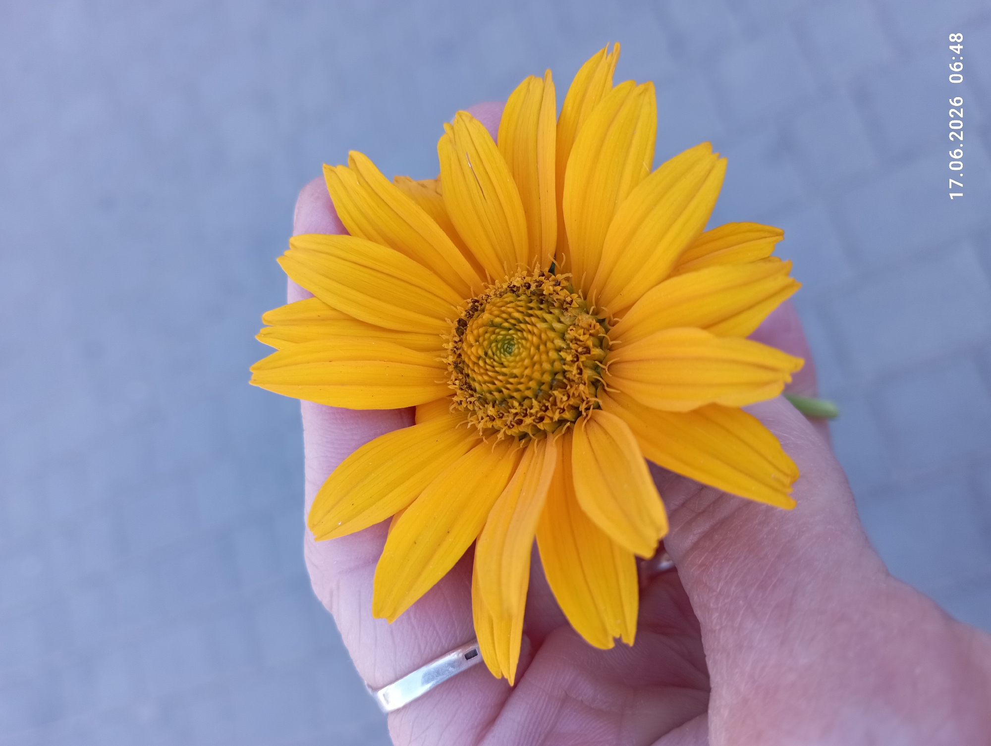 A close-up, eye-level shot captures a bright yellow flower being held in a person's hand. The flower, with its numerous pointed petals radiating outwards from a central disk of tiny seeds, is the primary subject. The hand, with visible skin texture and a silver ring on the index finger, gently supports the bloom. The background is a soft, out-of-focus blur of a light blue-grey surface, possibly pavement or a wall. A timestamp, "17.06.2026 06:48," is visible in the lower right corner of the image.