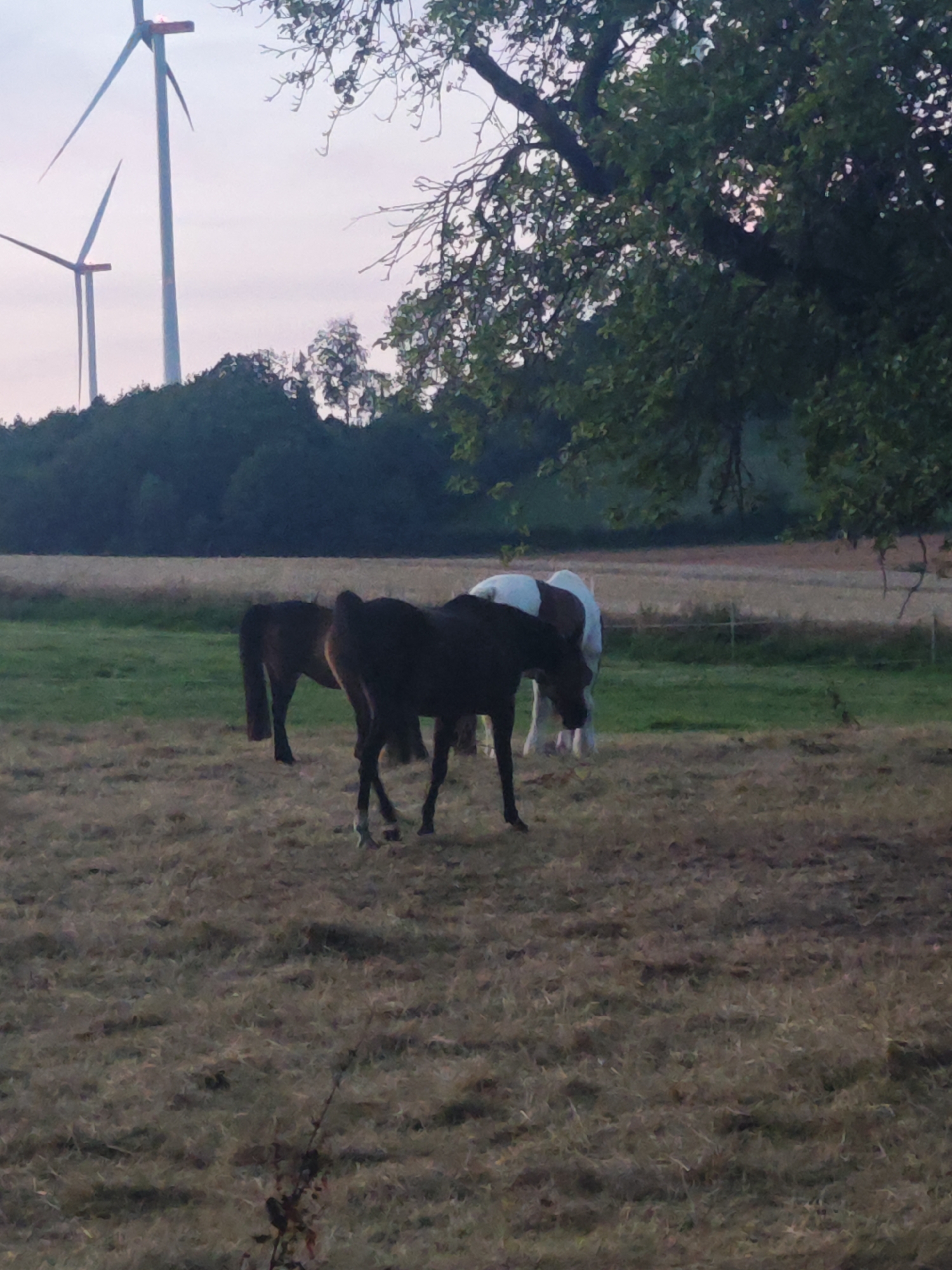The image depicts a rural scene with wind turbines visible in the background. In the foreground, three horses are present in a grassy field. Two of the horses are dark-colored, and one is white with brown markings. The horses appear to be grazing or standing in the field. The environment is natural, with trees and a field. The sky is overcast and appears to be at dusk or dawn. The location is identified as Lügde, Germany.