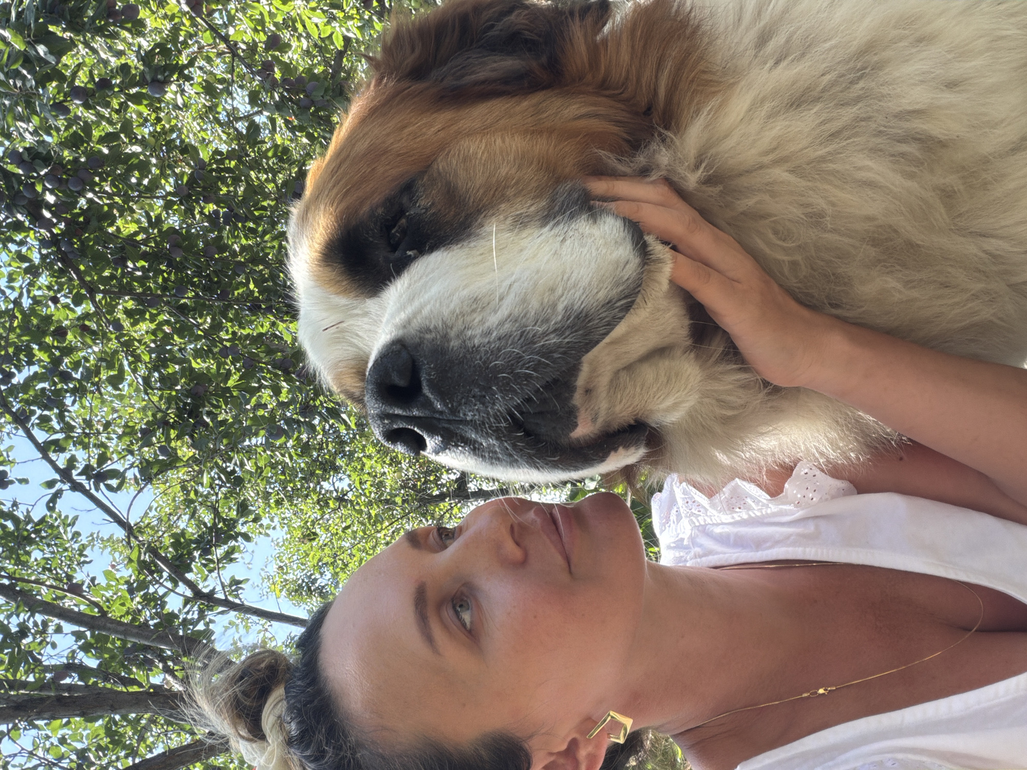 In the city of Tekeli, Kazakhstan, a woman with her hair pulled up in a messy bun is shown from the chest up, leaning towards a large Saint Bernard dog. She is wearing a white top with eyelet details on the sleeves and a thin gold necklace. The dog, a mix of white, brown, and black fur, has its head angled towards the woman, who is gently holding its face with her left hand. They are outdoors, with a background of lush green trees laden with dark purple fruit, suggesting a garden or orchard setting. The sunlight filters through the leaves, creating a bright and natural atmosphere. The woman's expression is one of affection and connection as she looks at the dog.