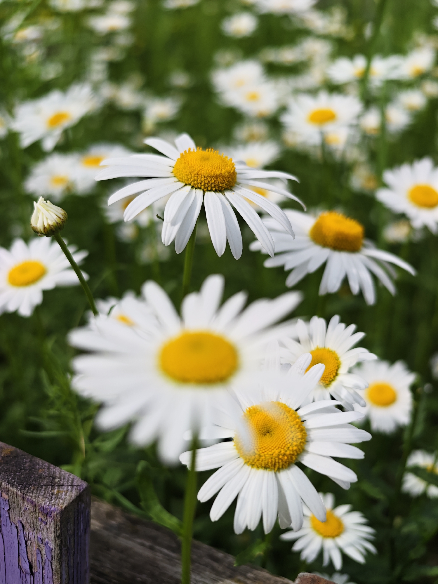 A close-up, shallow depth of field shot captures a vibrant field of white and yellow daisies under natural daylight in Chaikovsky, Russia. The foreground features the upper left corner of a weathered wooden fence post, showing peeling purple paint. Just above and behind the fence post, a tight daisy bud on a slender green stem is visible.
The central focus is a large, sharply defined daisy with numerous white petals fanning out from a textured, bright yellow center. Surrounding this primary flower are several other daisies in various states of focus, with their white petals and yellow centers creating a cheerful pattern.
The background is a soft, verdant blur of green foliage interspersed with countless out-of-focus white and yellow daisy blooms, suggesting a vast meadow or garden. The overall impression is one of lush natural beauty and peacefulness. No people or text are visible in the image.