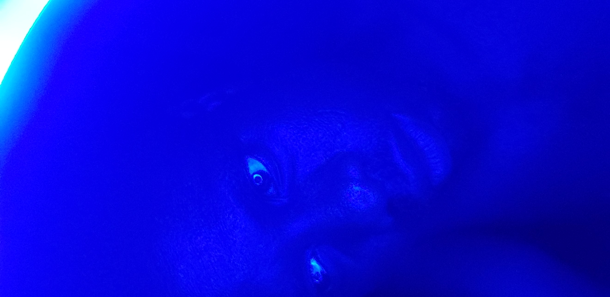 The image shows a face illuminated by blue light. One eye is clearly visible, with a visible pupil and iris. Parts of the nose and mouth are also discernible. The skin appears textured, and the overall scene is dominated by the blue hue. There is no information to indicate this image was taken in Narayi, Nigeria.