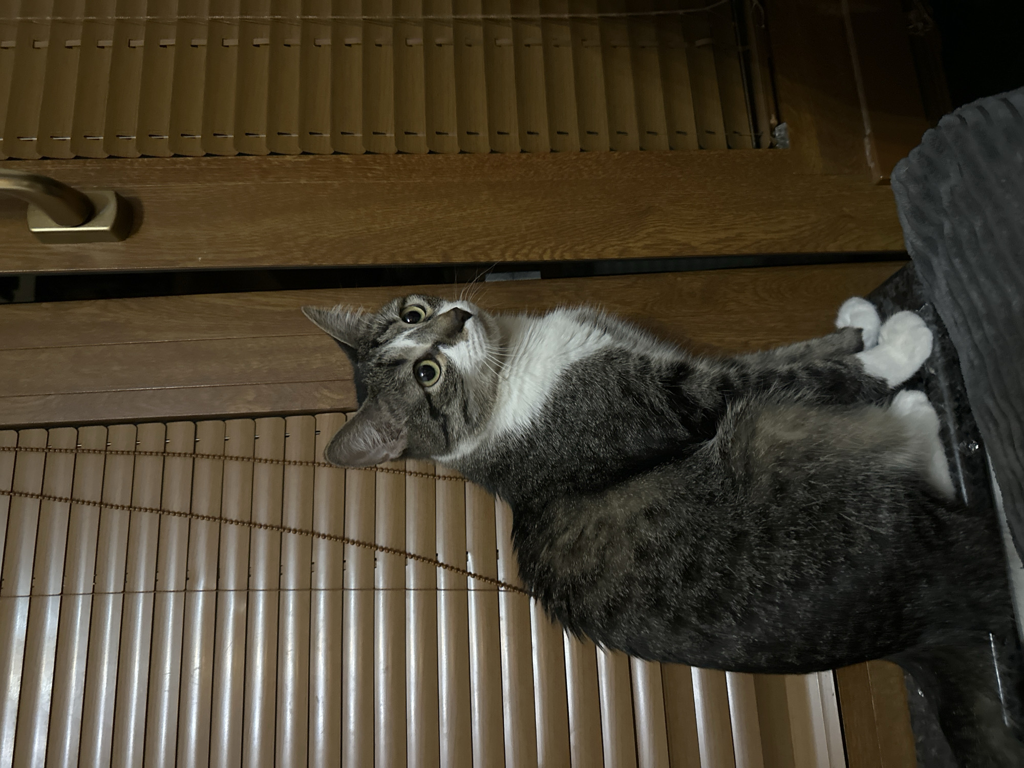 A gray and white tabby cat is lying on a light-colored bamboo blind, looking up at the viewer. The cat's head is tilted. The background consists of a wooden cabinet with a gold handle on the upper left. The right side of the image shows a gray, textured surface. The scene is indoors and the location is unknown.