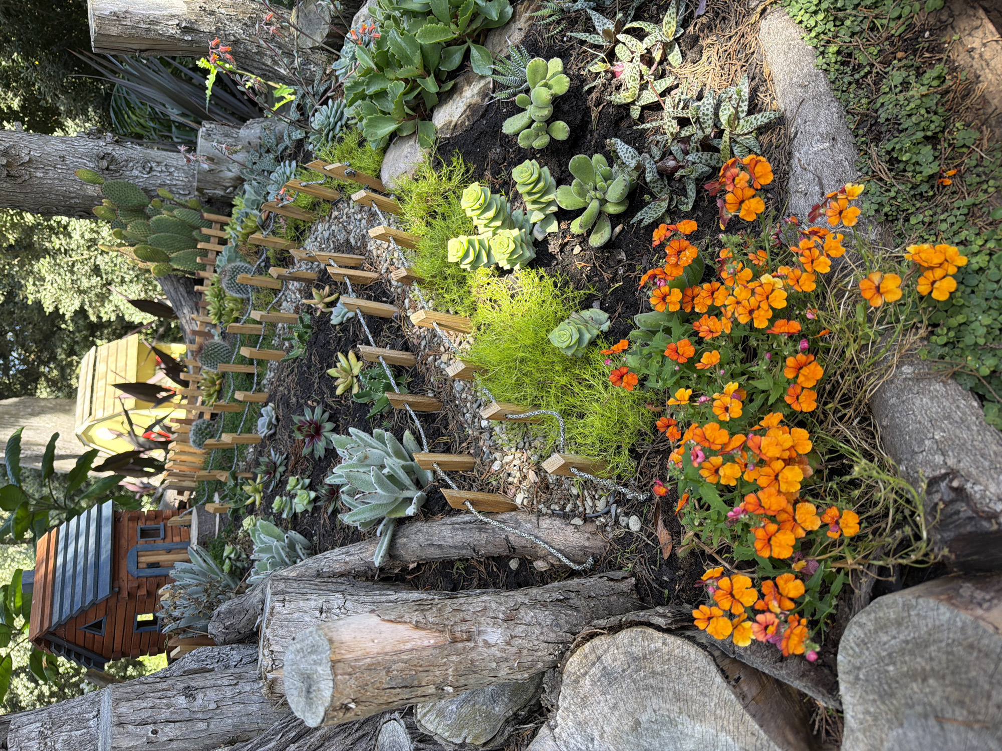 This is a high-angle, eye-level, medium shot of a miniature garden designed to resemble a small village, set outdoors in a city park in San Francisco, California, United States of America. The garden features a collection of succulents and small, low-lying green plants arranged in a rocky, mulched area. A miniature wooden house, painted brown with a blue roof and window frames, is positioned in the upper left quadrant of the image. To the right of this house, a smaller, yellow structure with a pointed roof is visible. A small, makeshift fence constructed of wooden stakes and thin rope or wire delineates sections of the garden. Large, rough-barked trees and cut logs frame the left and right sides of the scene, with dappled sunlight filtering through overhead foliage. In the foreground, a cluster of small, bright orange flowers with dark centers adds a splash of color to the composition. The overall impression is one of a whimsical, scaled-down landscape art installation within a natural, outdoor setting.