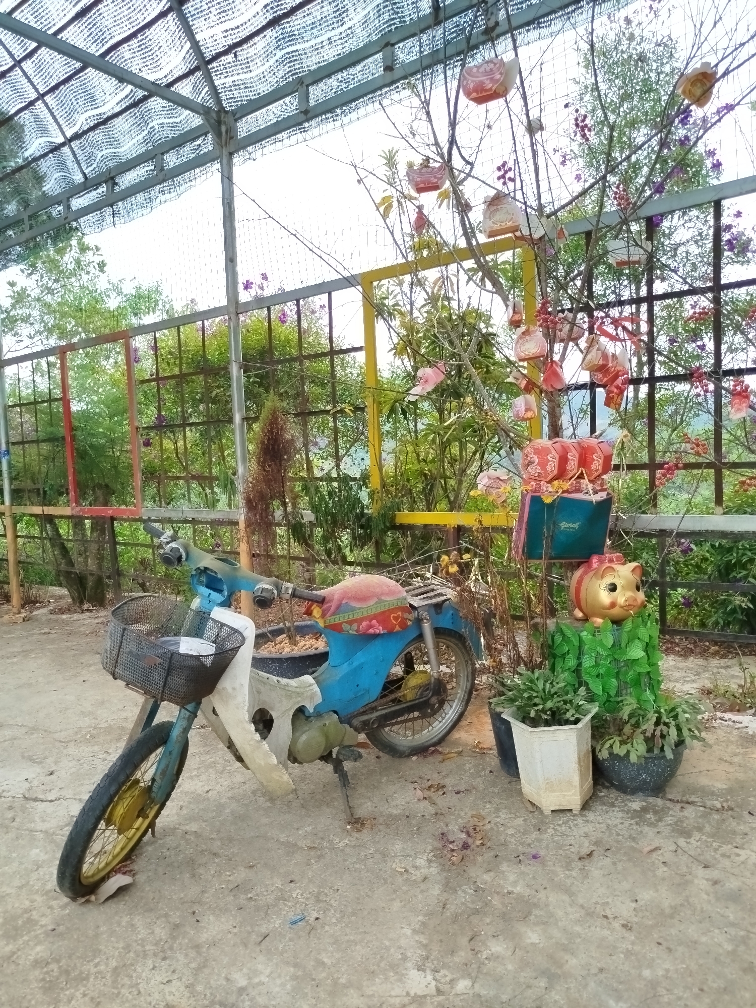 The image depicts a weathered, vintage blue motorcycle with a front basket parked in a concrete area, possibly a courtyard or patio. The motorcycle exhibits signs of age and disrepair. Behind it, there is a display including potted plants, a golden piggy bank atop a green, faux-foliage base, and decorative lanterns hanging from tree branches. A yellow-framed structure and a red-framed structure are visible in the background, suggestive of an open-air greenhouse or garden area. The surrounding environment features greenery, fences, and a canopy structure overhead. The scene is likely located in Đa Thọ, Vietnam, given the prompt's instruction. There are no people visible in the photograph.