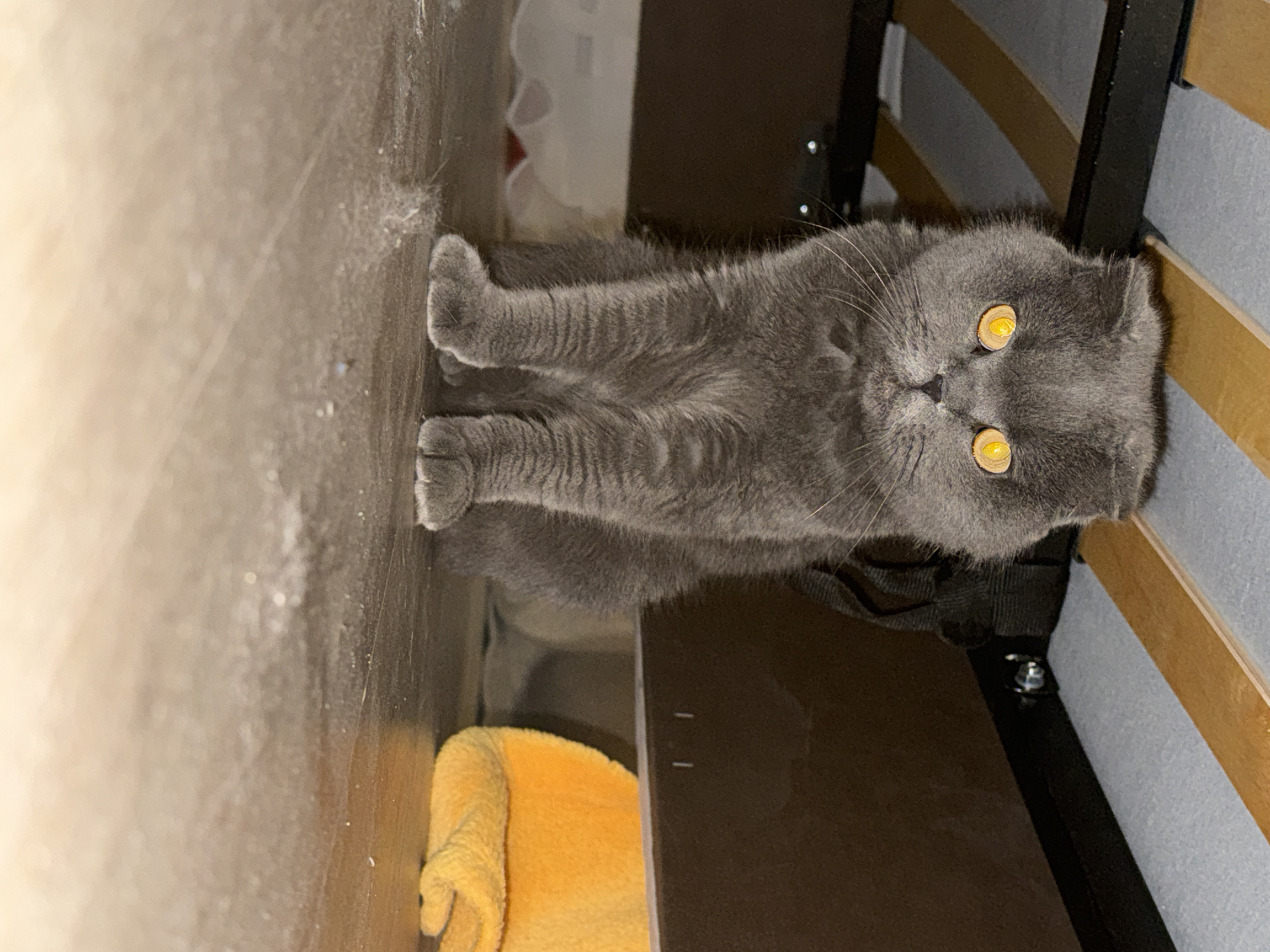 A gray Scottish Fold cat with yellow eyes is lying on its side on a dusty floor next to a bed in Izhevsk, Russia. A small, folded yellow blanket is also visible.