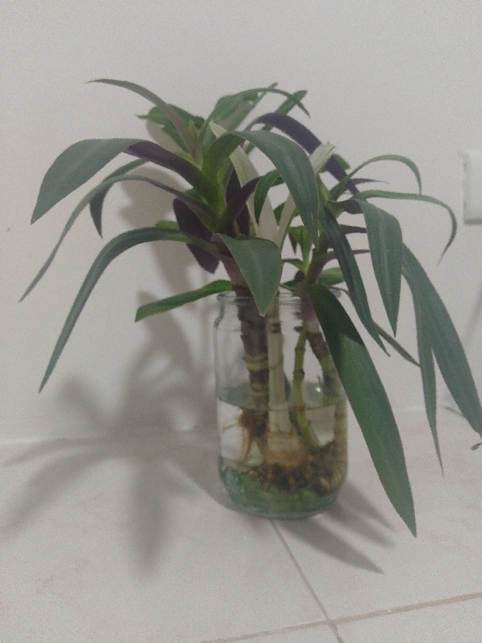 A Wandering Jew plant is situated in a clear glass jar filled with water. Small green decorative stones are visible at the base of the jar. The plant has long, vibrant green leaves with purple undersides. Roots are visible in the water. The jar rests on a tiled surface, with a white wall in the background. A white electrical outlet is partially visible in the upper right corner of the frame. Shadows from the plant are cast on the wall and tiles.
