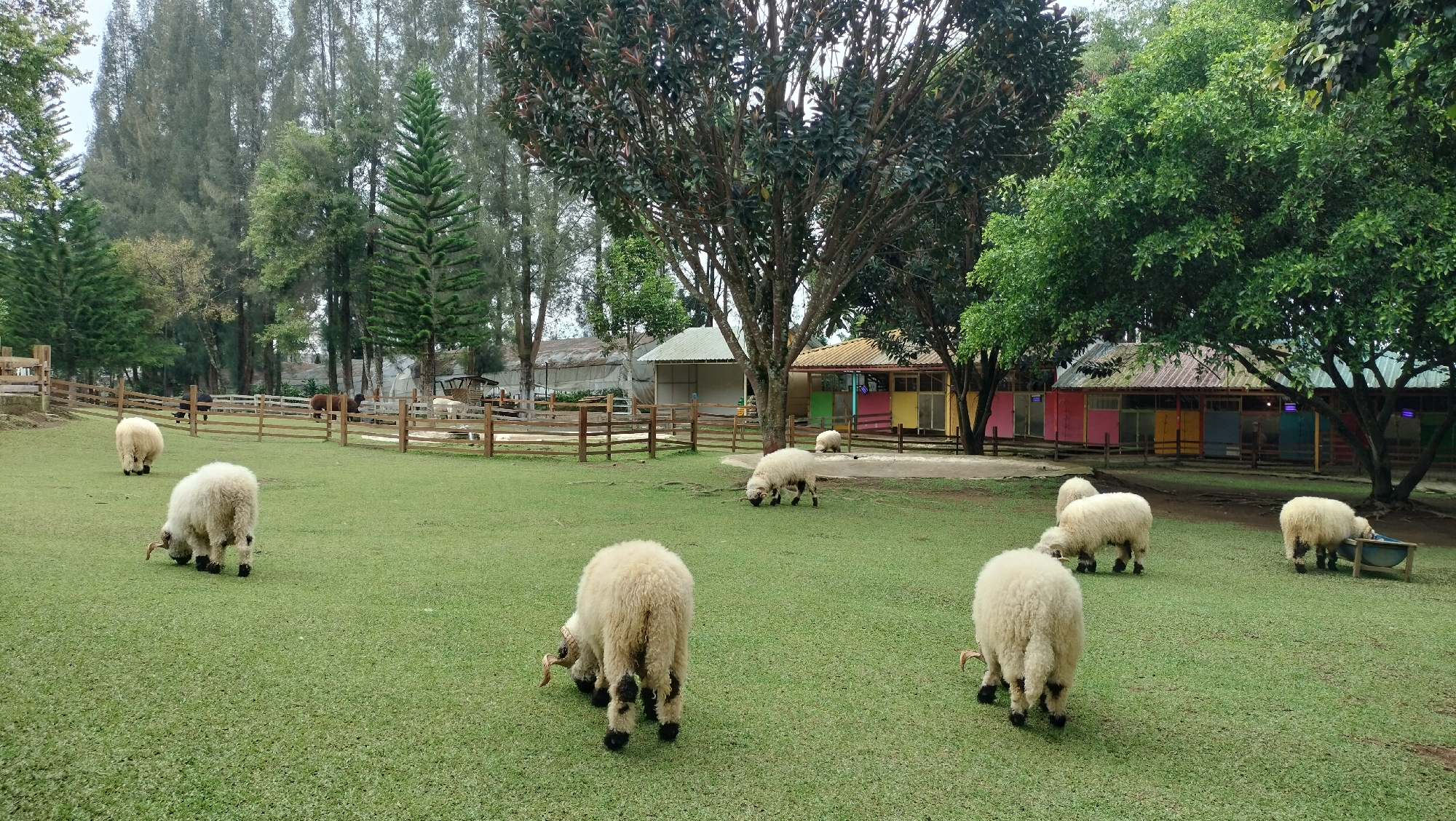 The image depicts an outdoor scene at a farm or zoo, likely in an area with a temperate climate, given the presence of deciduous and coniferous trees. The foreground features a grassy field where several sheep are grazing. In the midground, a wooden fence encloses a section of the field, and beyond that are several small, brightly colored buildings with pitched roofs. Trees are prevalent throughout the scene, with a large tree dominating the center-right and more numerous, taller trees in the background. The sky is overcast, suggesting a cloudy day. There are no people visible in the image, and the focus is on the sheep and the farm environment. The overall impression is a peaceful, rural setting.