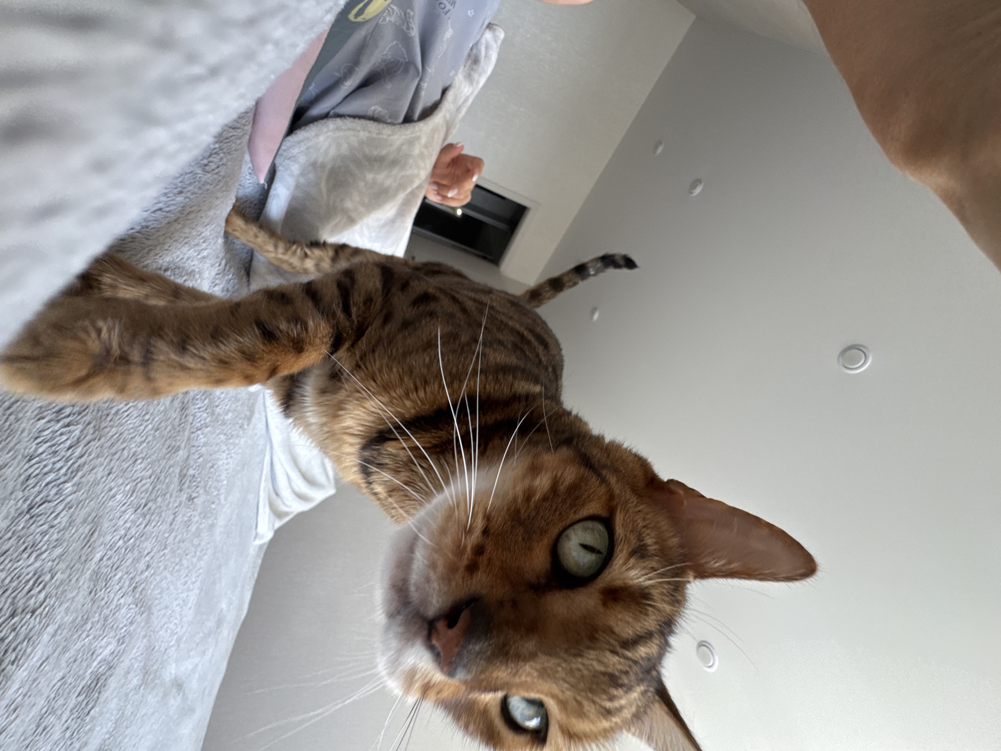 A low-angle, slightly tilted, close-up shot depicts a Bengal cat perched on a person's shoulder or upper torso. The cat is primarily brown with black stripes, with light-colored fur around its face and muzzle. The cat's eyes are different colors, with one being green and the other appearing to be blue. The person is wearing a light-colored robe or shawl with a gray pattern on the shirt underneath. The background consists of a white wall with recessed lighting and an air vent. The location is Unknown, Unknown.