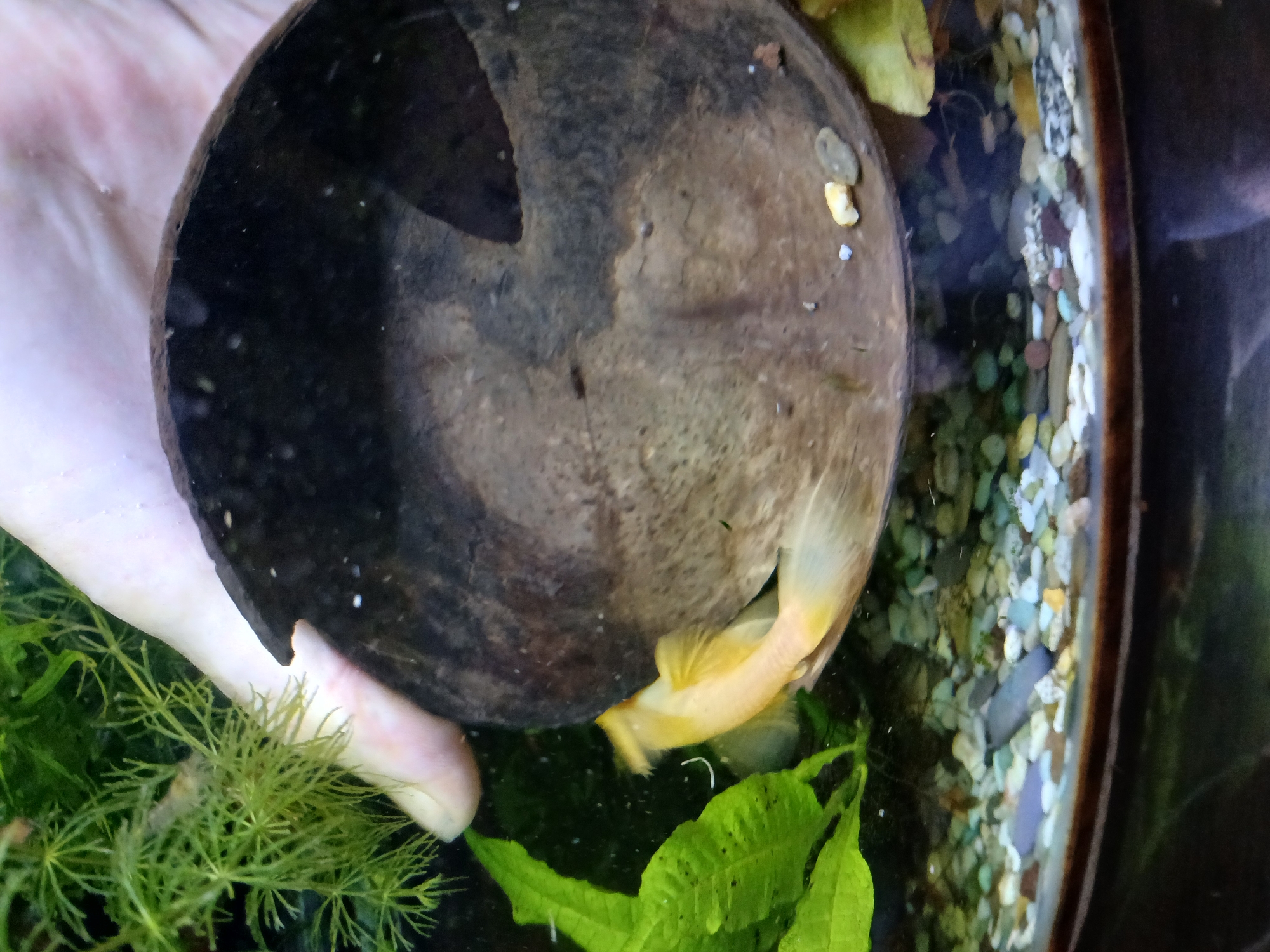 A human hand is holding a halved coconut shell in an aquarium. The coconut shell is dark brown and appears to be hollowed out. Inside the shell, a small, pale orange fish is visible, with its tail fin spread out. The fish is partially obscured by the shell. The aquarium contains green aquatic plants and a substrate of small pebbles in various colors. The water is clear, and the lighting suggests an indoor setting. There is no indication of the city of Lipetsk, Russia, in the image.