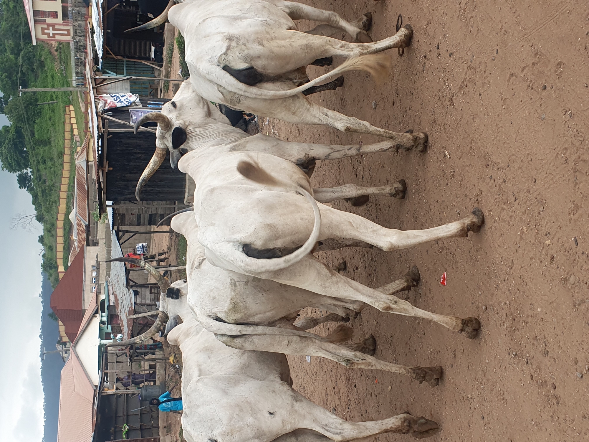 In Lokoja, Nigeria, a group of white Zebu cattle stand on a dirt road. The cattle, with their characteristic humps and large horns, are the primary subjects. Some are facing away from the camera, revealing their hindquarters and tails. In the background, a residential area with buildings featuring corrugated metal roofs is visible. A notable building with a red cross emblem, likely a church or clinic, stands on a slight incline. Several individuals are present, some standing near the cattle and others in the background near the buildings. The scene appears to be an outdoor market or a gathering place in a semi-urban environment. The ground is dusty, and the sky is overcast, suggesting a potentially humid or rainy day.