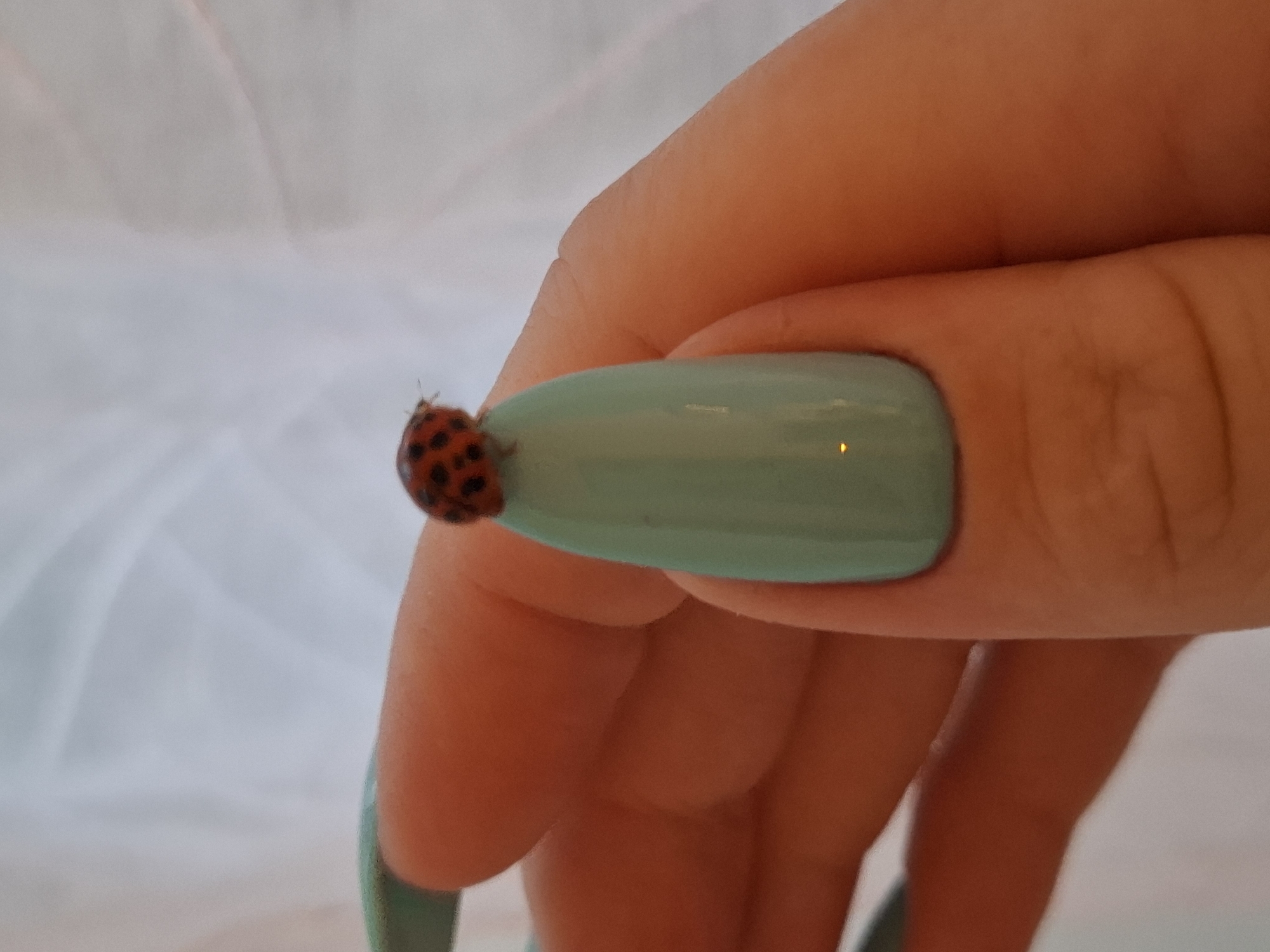 A close-up, slightly angled shot shows a ladybug perched on a fingernail. The fingernail is painted a pale mint green and has a smooth, glossy finish, with a subtle shimmer. The ladybug is small and round, with a dark red shell covered in black spots. Its tiny legs are visible, gripping the nail. The surrounding skin of the hand is warm-toned and appears soft. The background is a blurry, soft white, possibly fabric or a wall, creating a gentle contrast that highlights the subject. The image does not contain any information that can be used to determine its location in Zemun Urban Municipality, Serbia.