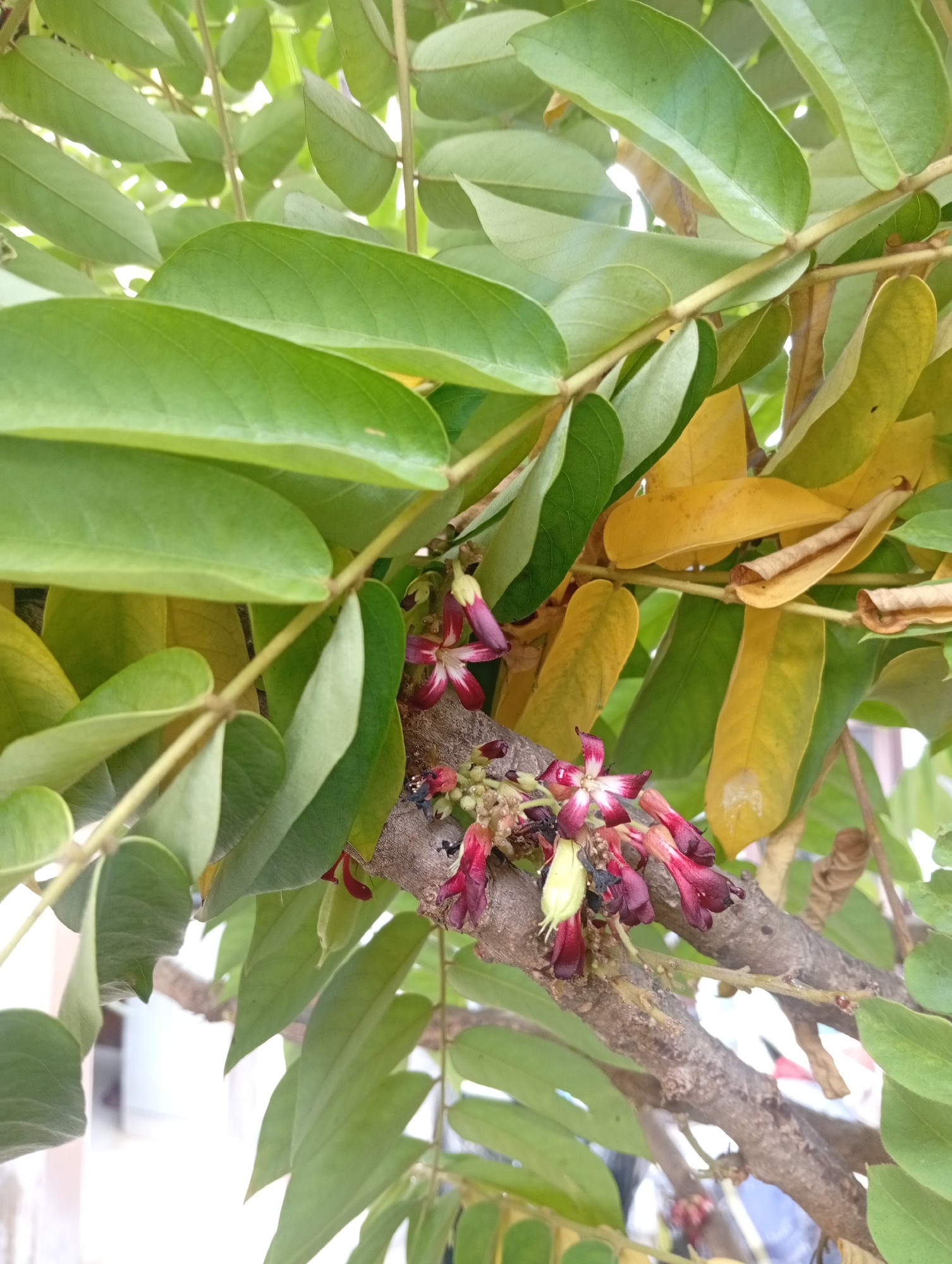 The image shows a close-up of a tree branch with leaves and flowers. The leaves are a mix of green and yellow, indicating some are young and healthy while others are beginning to age and die. Several small, dark red flowers with white centers are visible, along with some immature pale green fruits. The branch itself is rough and brown, with smaller twigs extending from it. The background is blurred, but appears to be an outdoor setting with hints of buildings and light, suggesting it is daytime. The scene is likely in Bekasi, Indonesia, given the context provided. There are no people or animals clearly visible in the image.