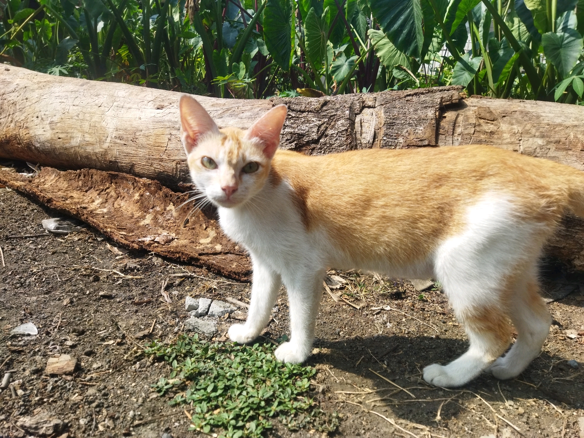 A tan and white cat stands in front of a fallen log in an outdoor environment. The cat is facing left and looking at the camera with green eyes. The background consists of lush green foliage. The ground is composed of dirt, small rocks, and dry grass. The log is weathered and appears to be made of wood. The overall scene suggests a natural, possibly rural setting.