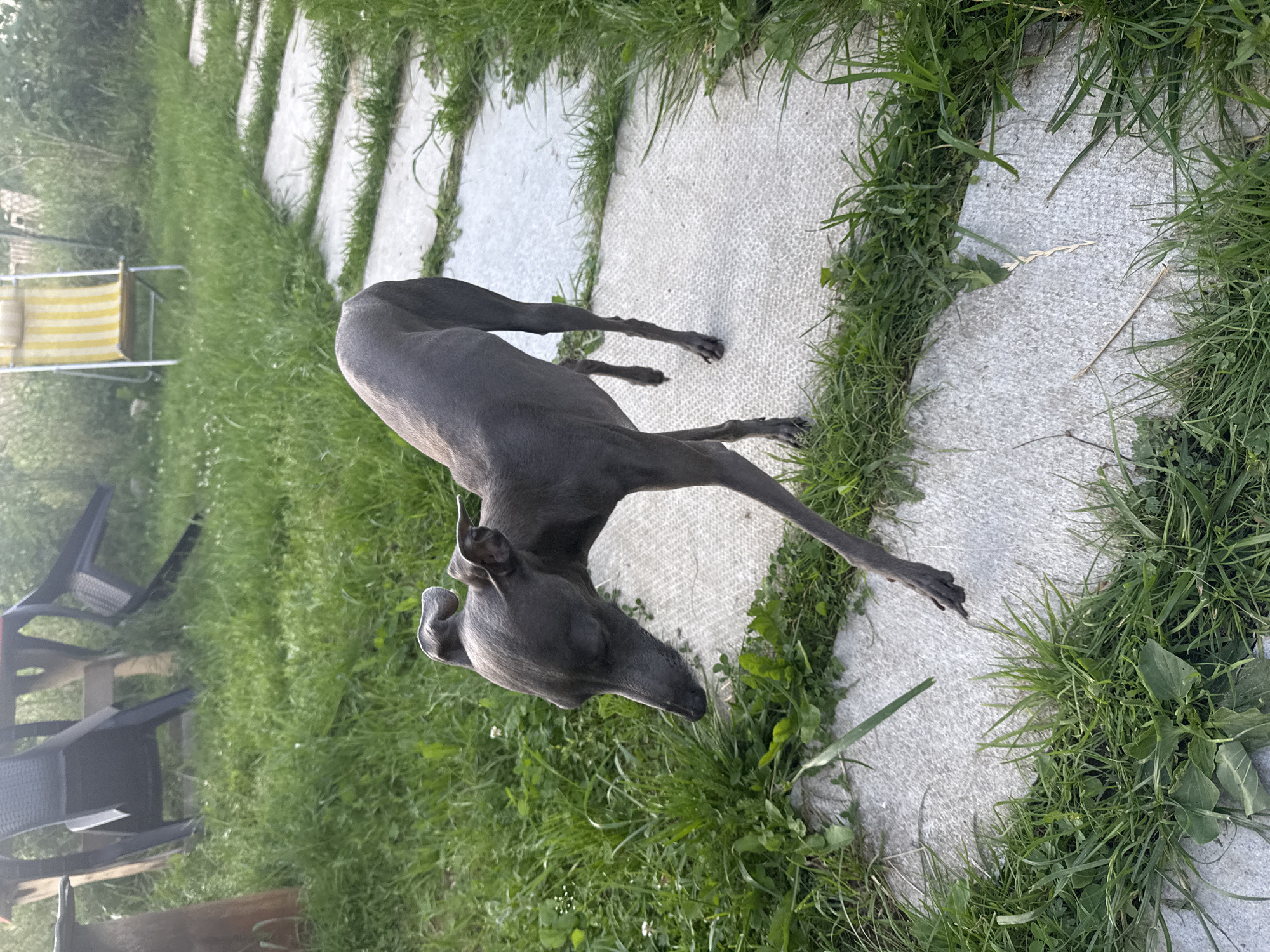 An Italian Greyhound walks on a stone pathway surrounded by green grass. The dog is grey and slender. In the background, a yellow and white striped lawn chair is visible, along with a wooden table and dark plastic chairs. The scene appears to be in a backyard or garden setting, possibly in the city of Lyady, Russia, given the lighting and vegetation.