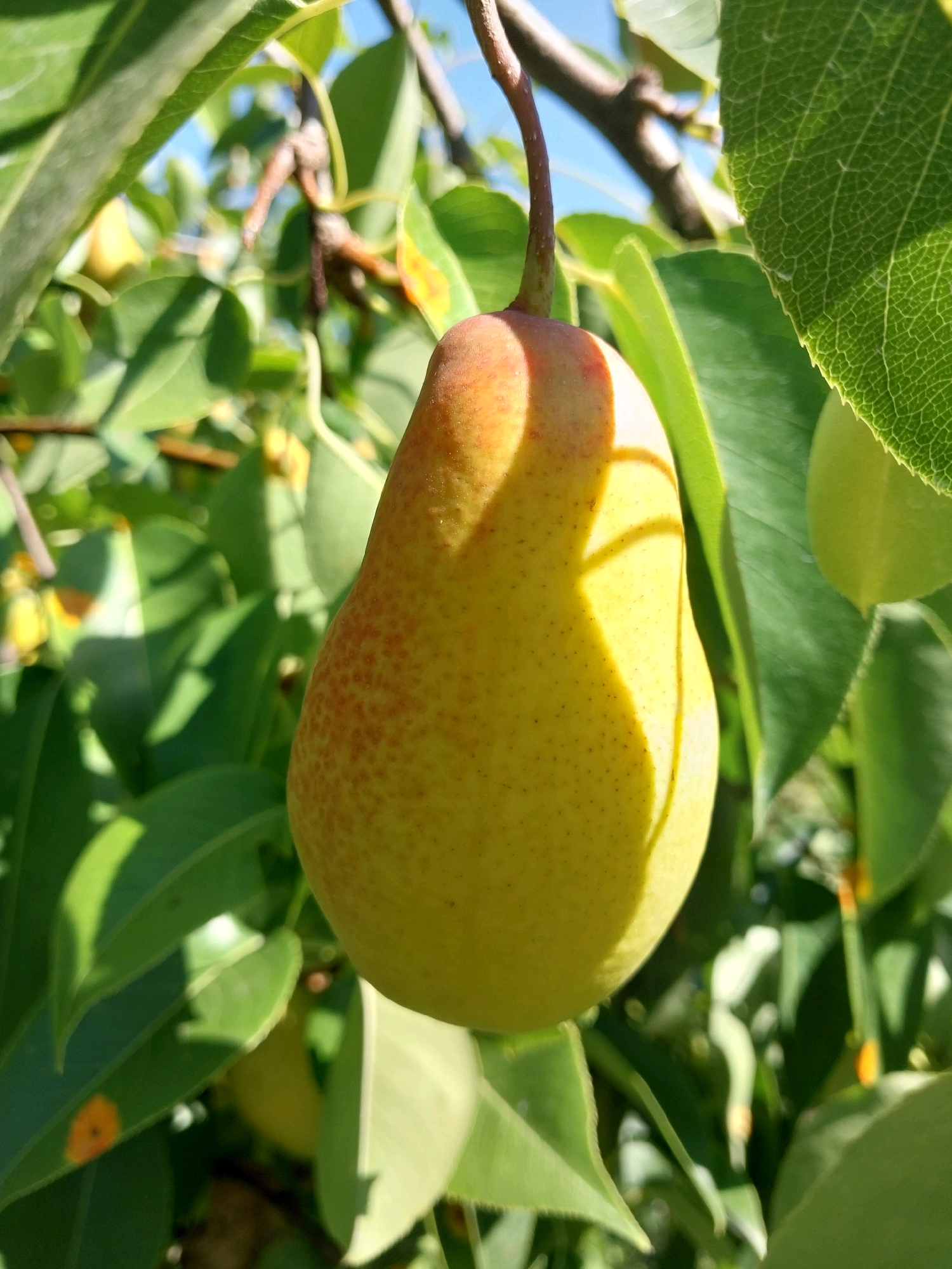 A single, yellow pear, tinged with red near the stem, hangs from a tree branch. The pear is the primary subject, taking up the majority of the frame, and is illuminated by sunlight casting a shadow across its surface. Green leaves, some of which show veins and slight imperfections, surround the fruit. The background is a blur of more foliage and a bright blue sky. The scene is outdoors, likely in a garden or orchard. The image does not provide any information about the city of Dnipro, Ukraine.